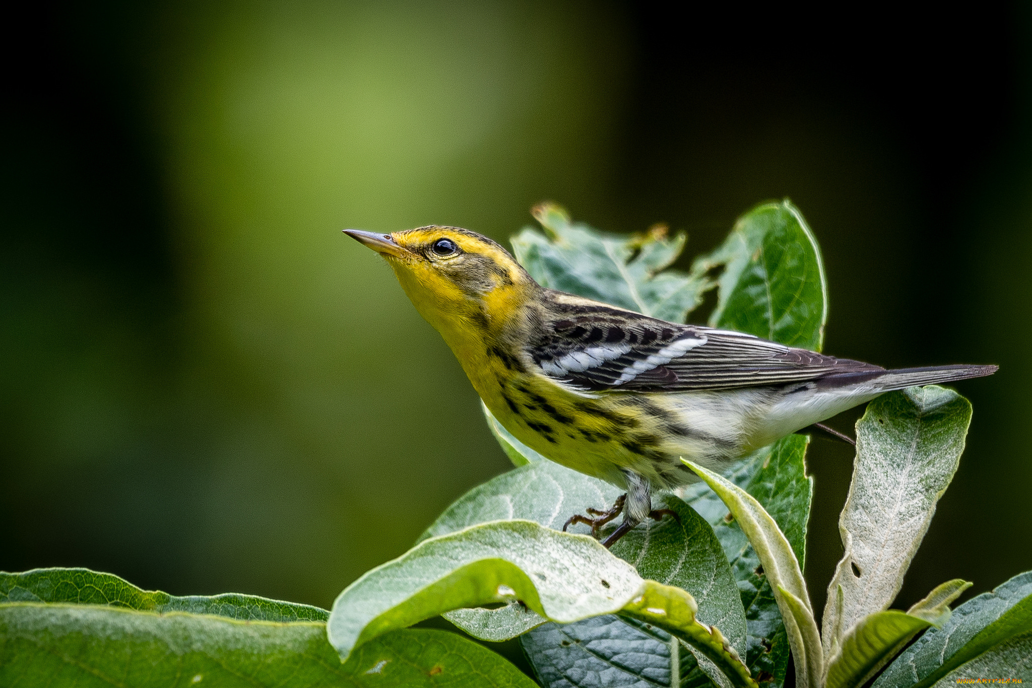 животные, птицы, птичка