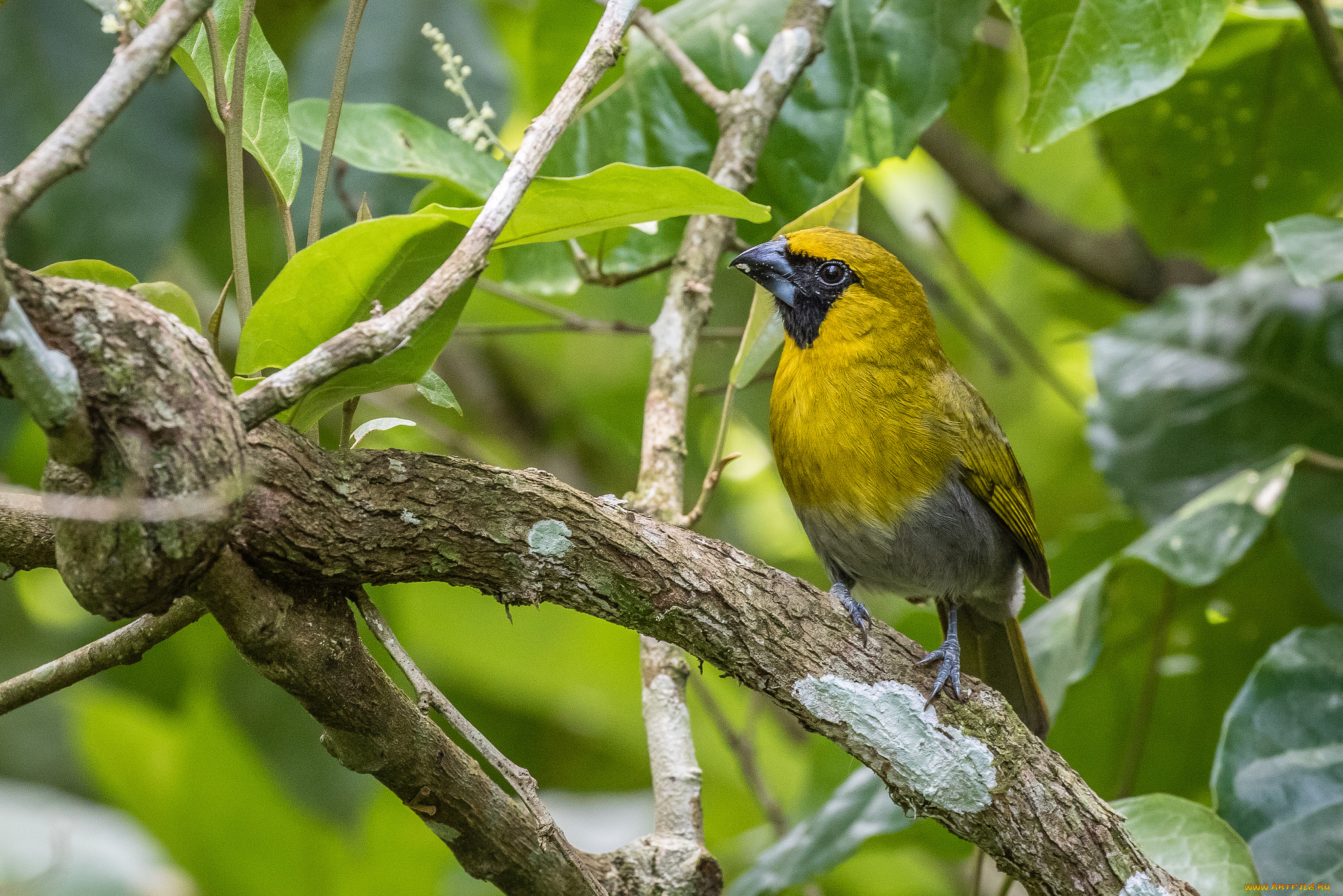 животные, птицы, птичка