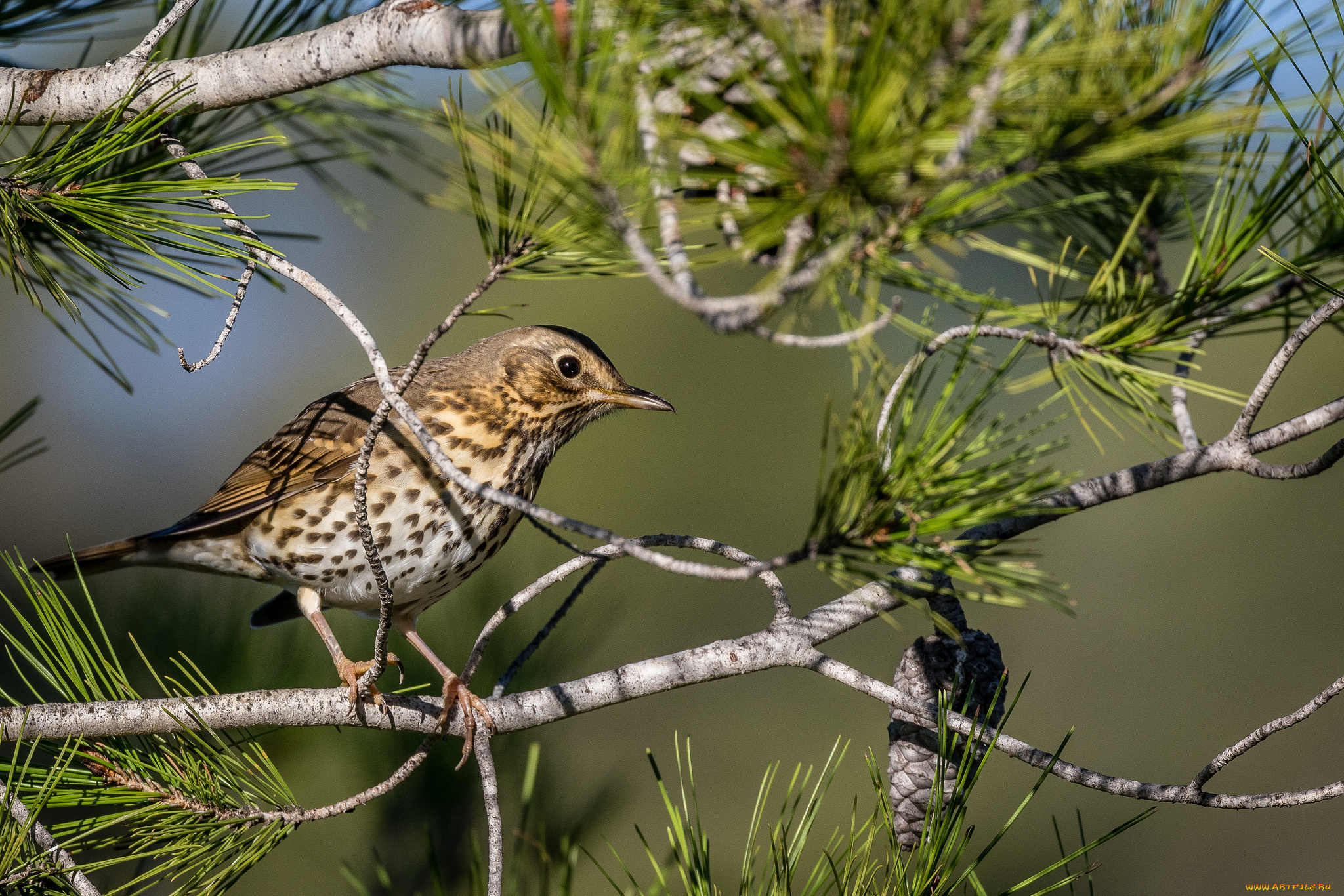 животные, птицы, птичка