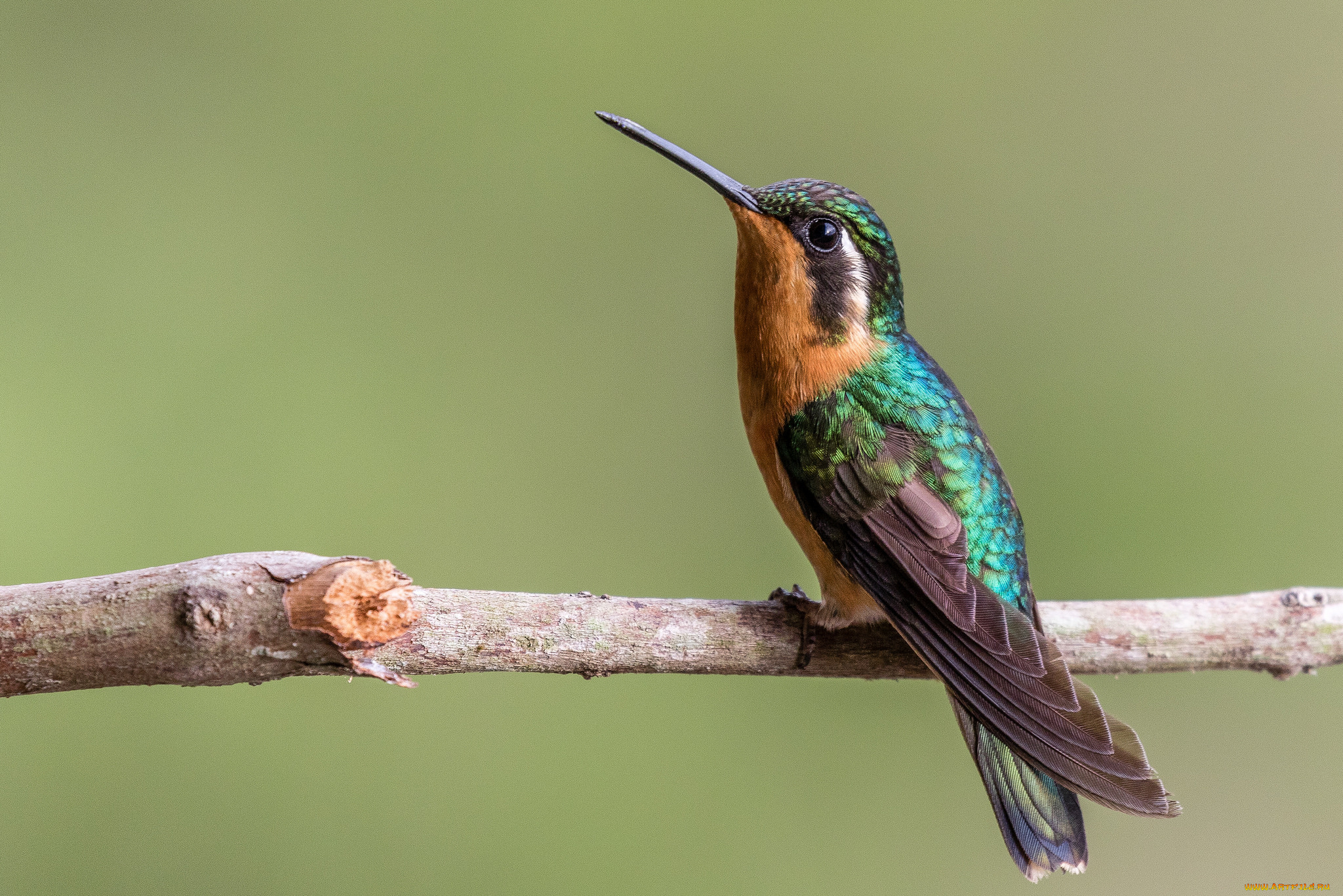 животные, зимородки, птичка