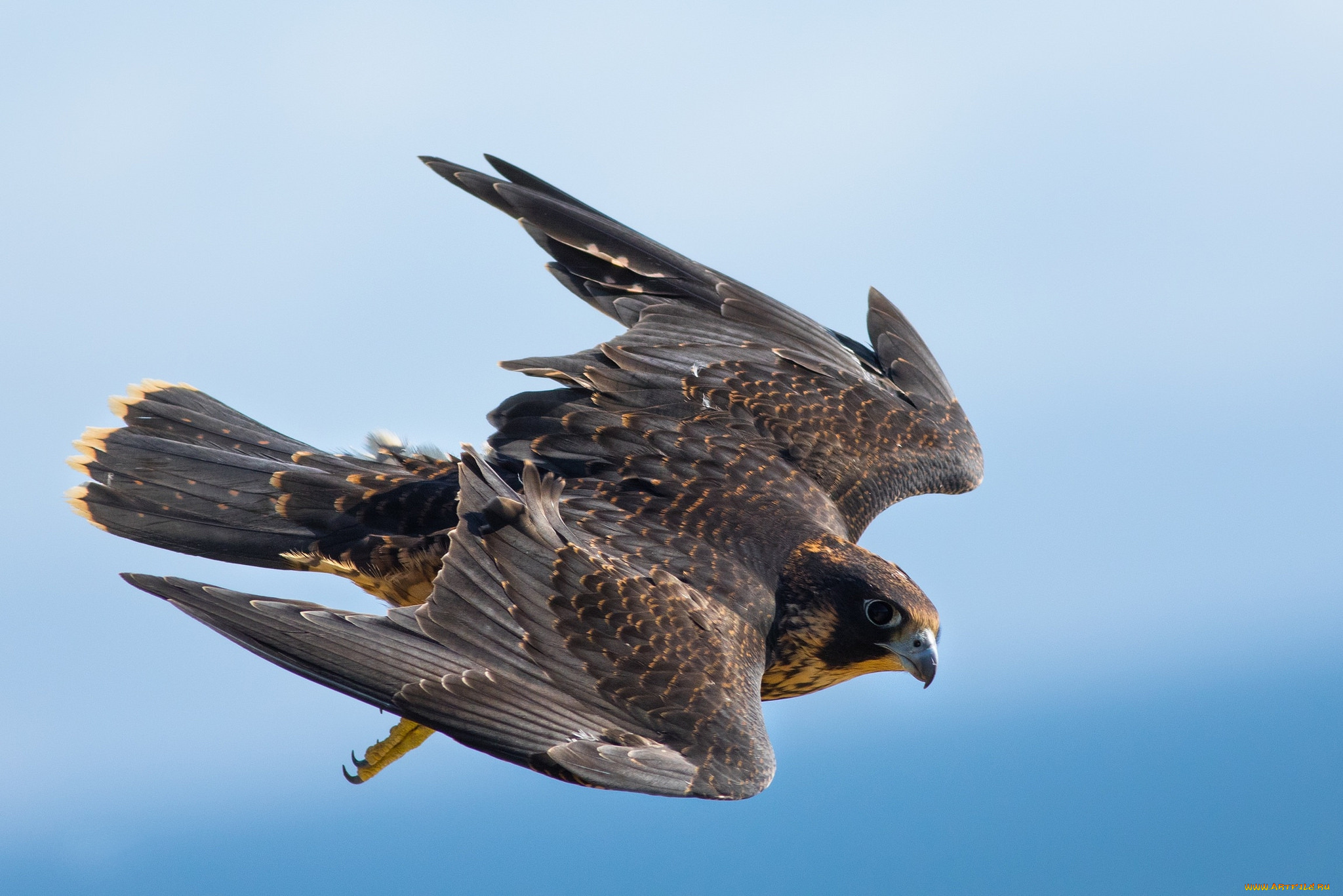 животные, птицы, -, хищники, птичка