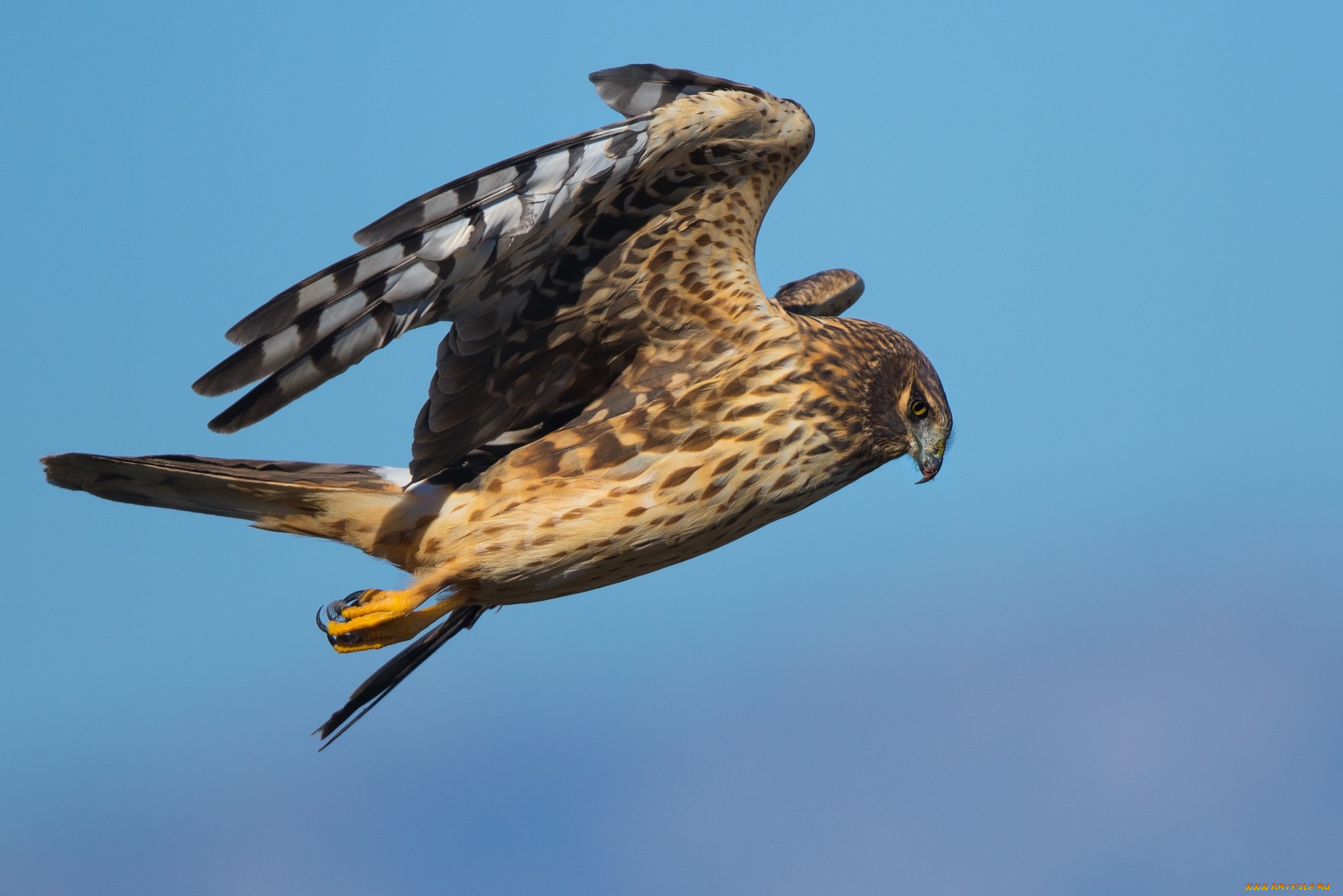 животные, птицы, -, хищники, птичка