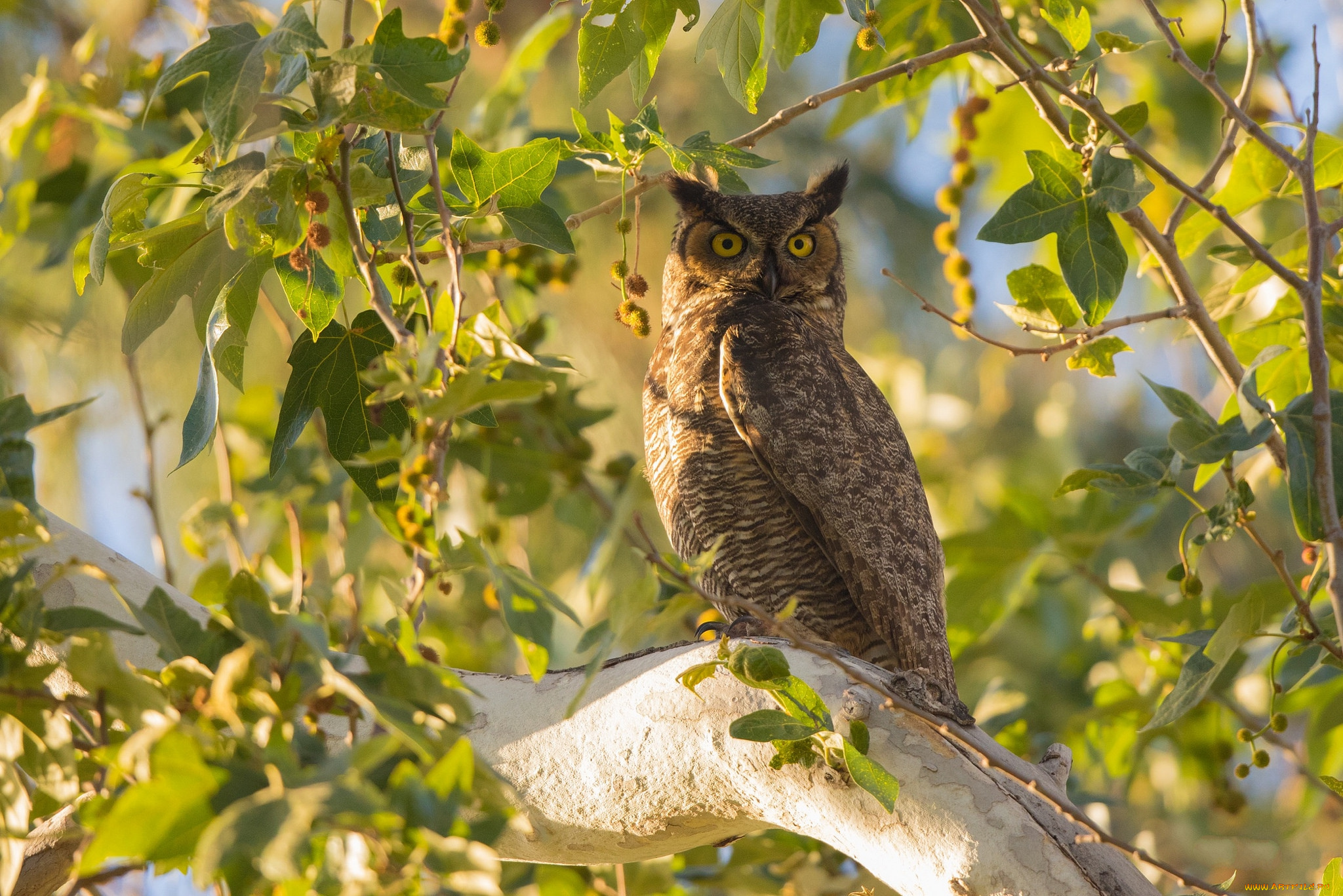 животные, совы, птичка