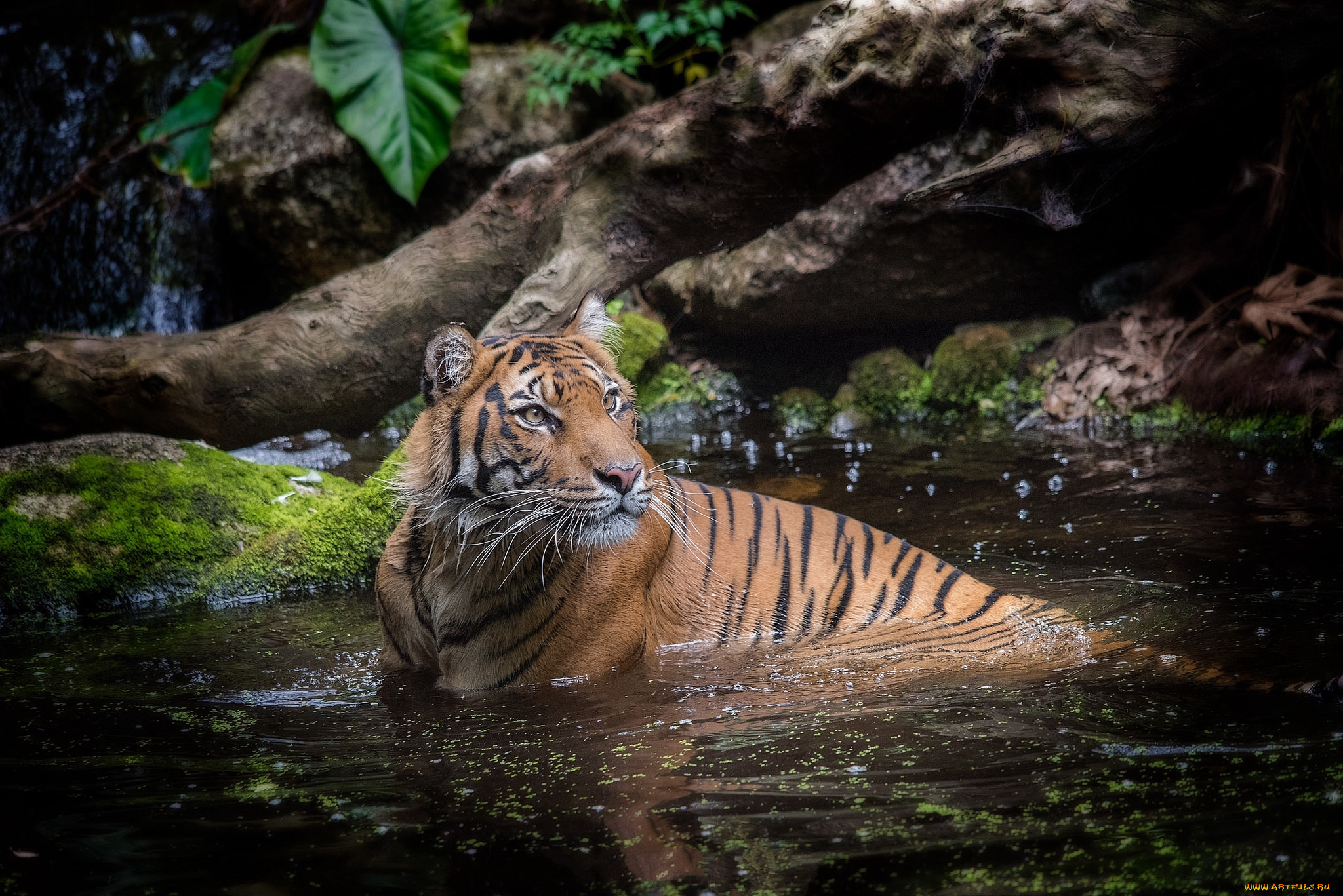 животные, тигры, хищник