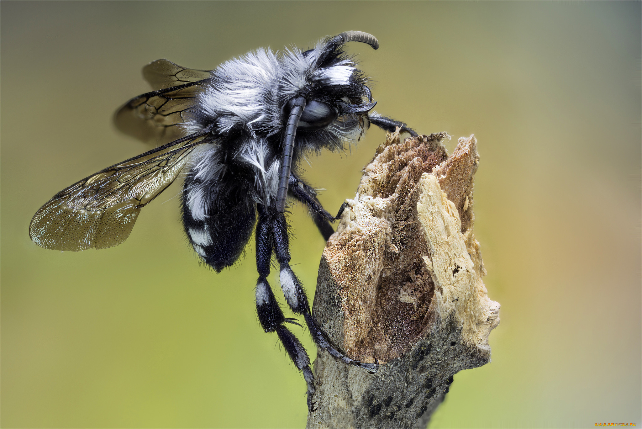 животные, насекомые, мошка