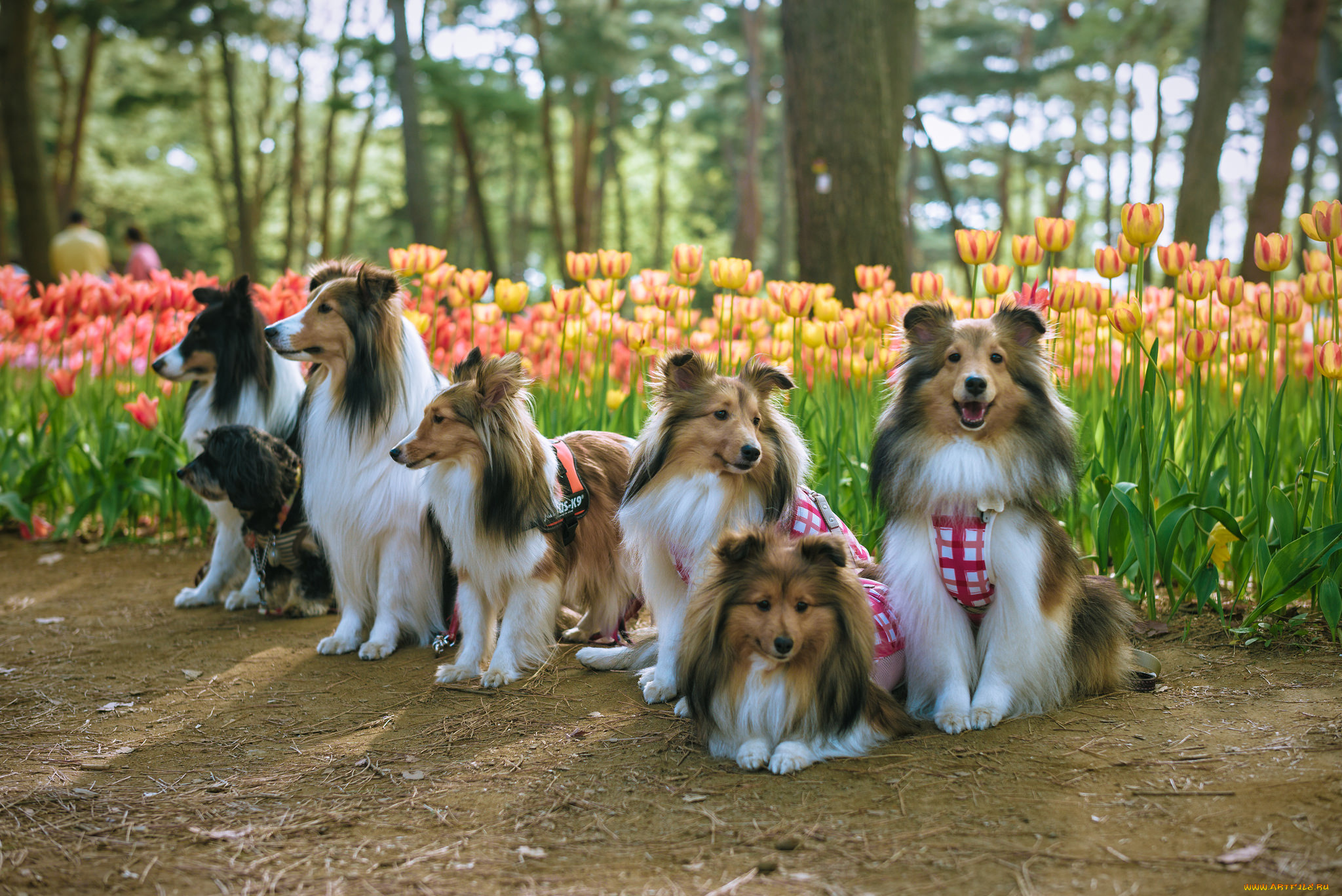 животные, собаки, колли