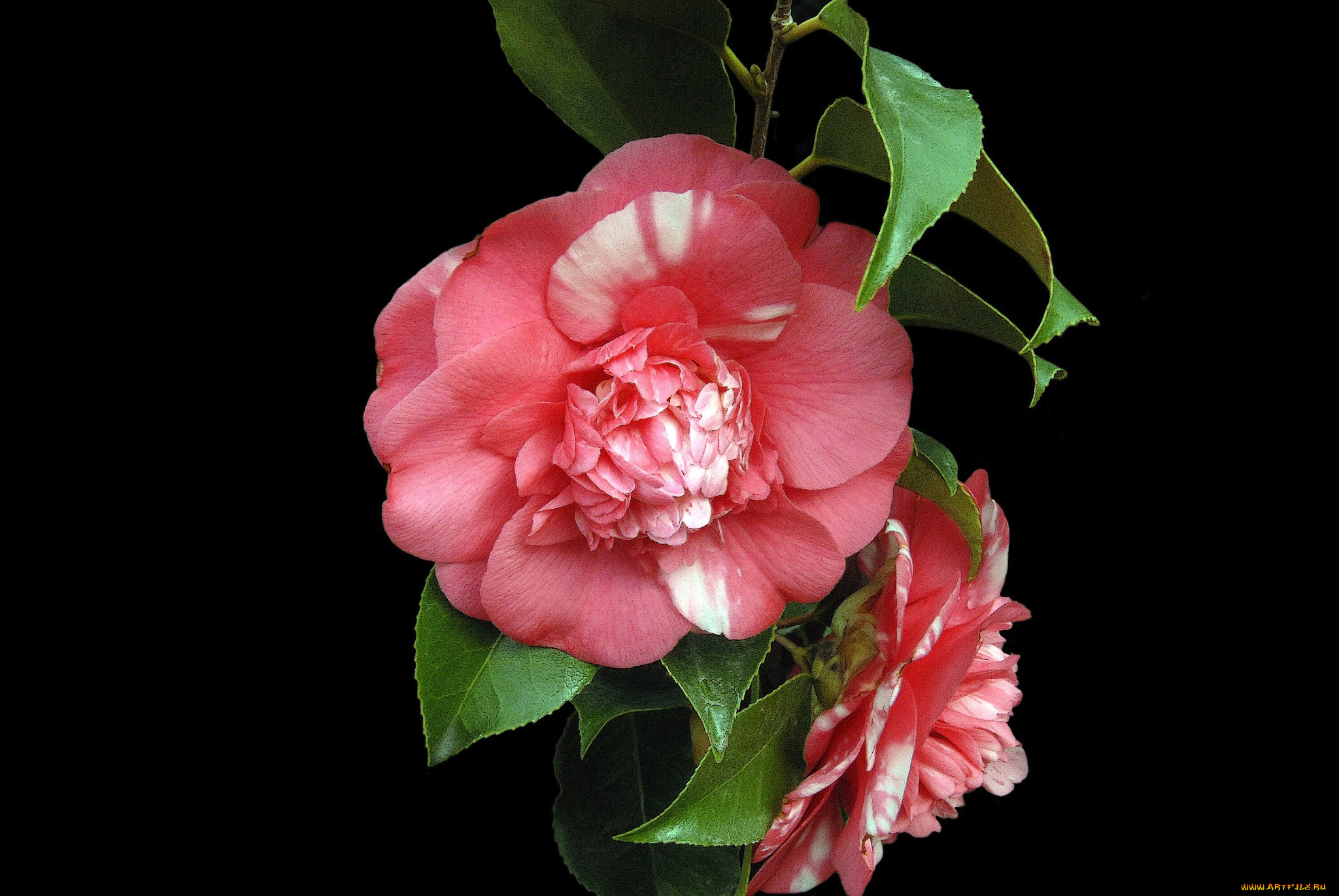 цветы, камелии, роза