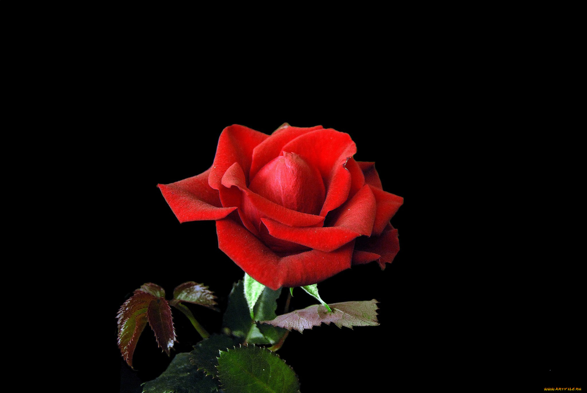 цветы, розы, роза