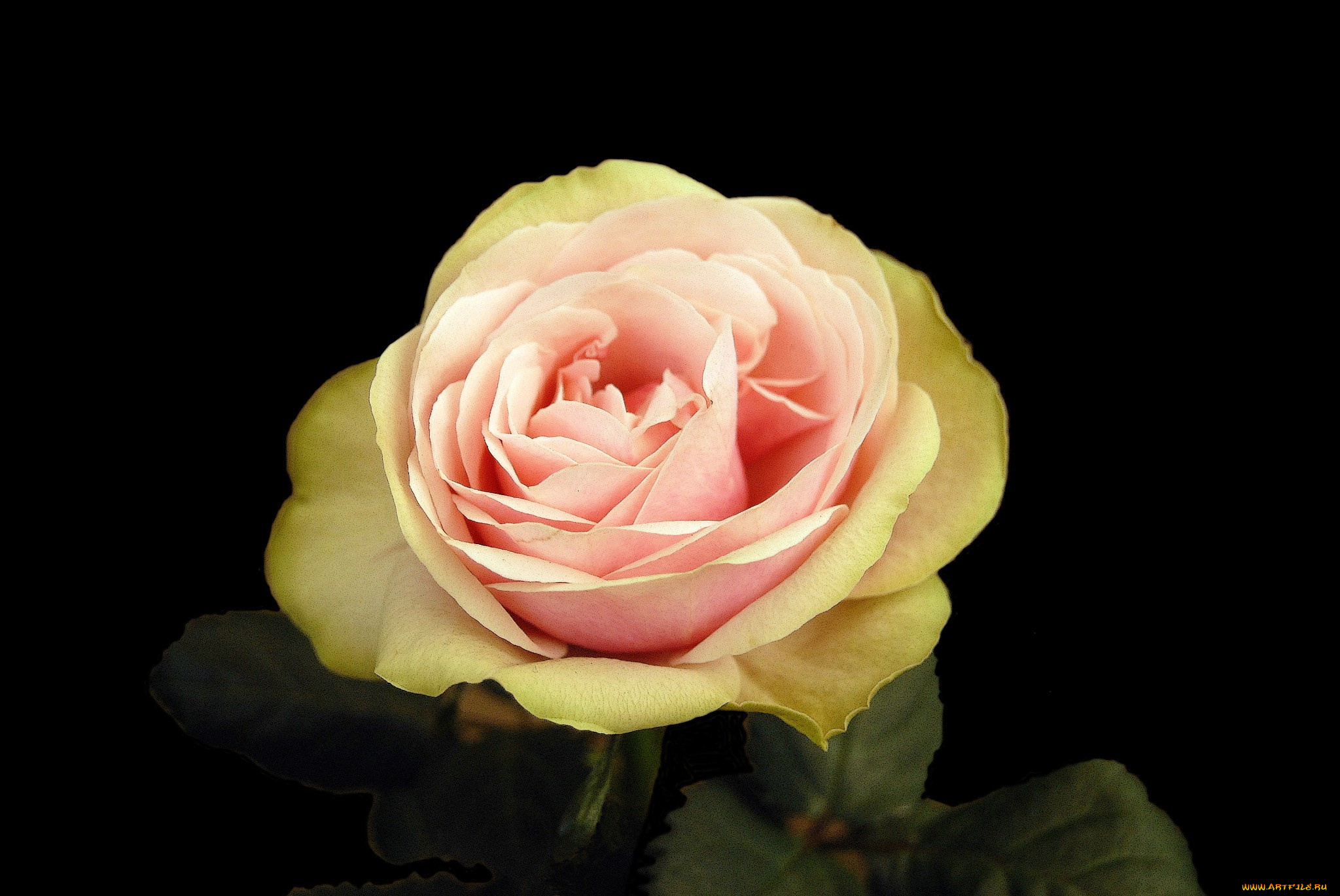 цветы, розы, роза