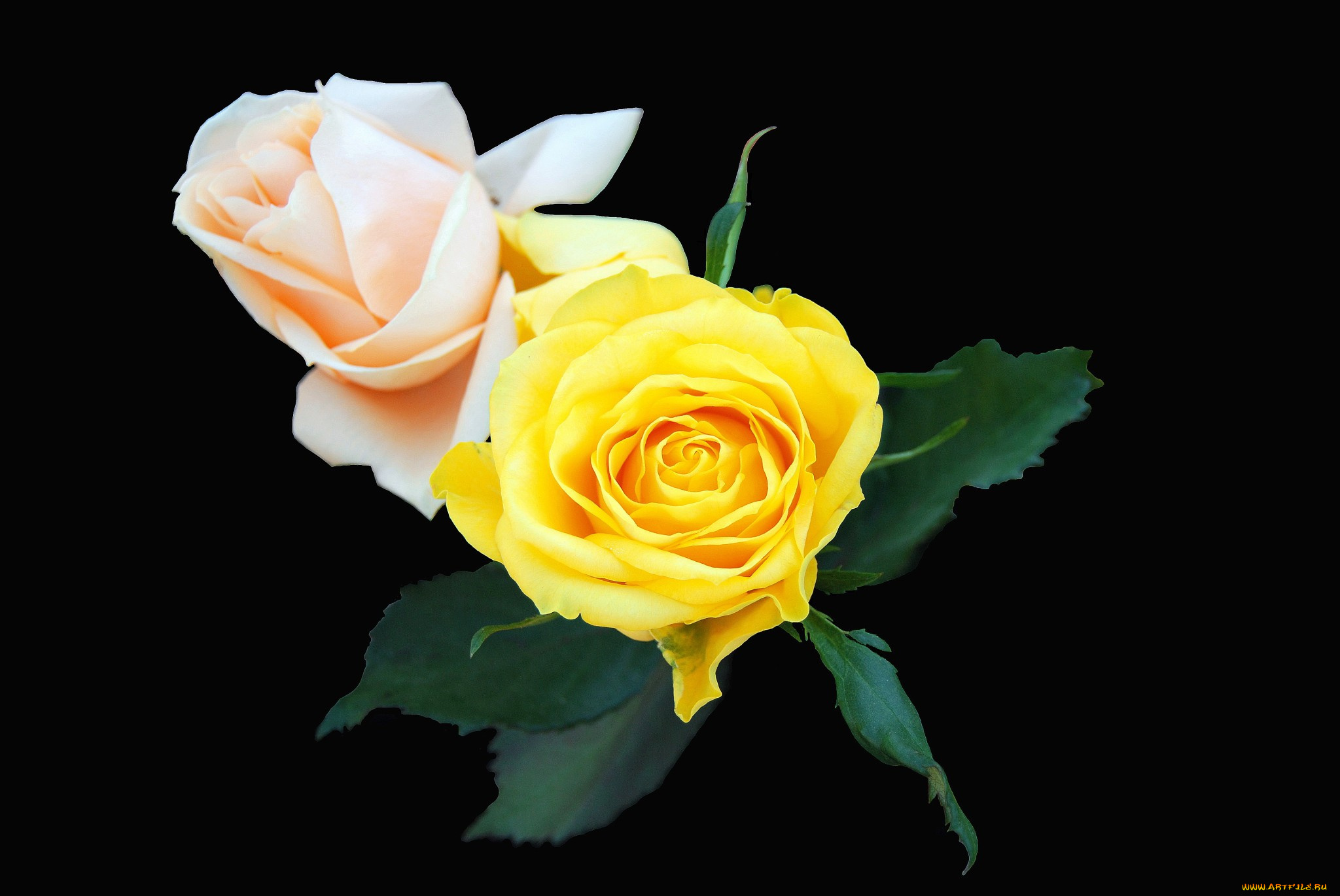 цветы, розы, роза