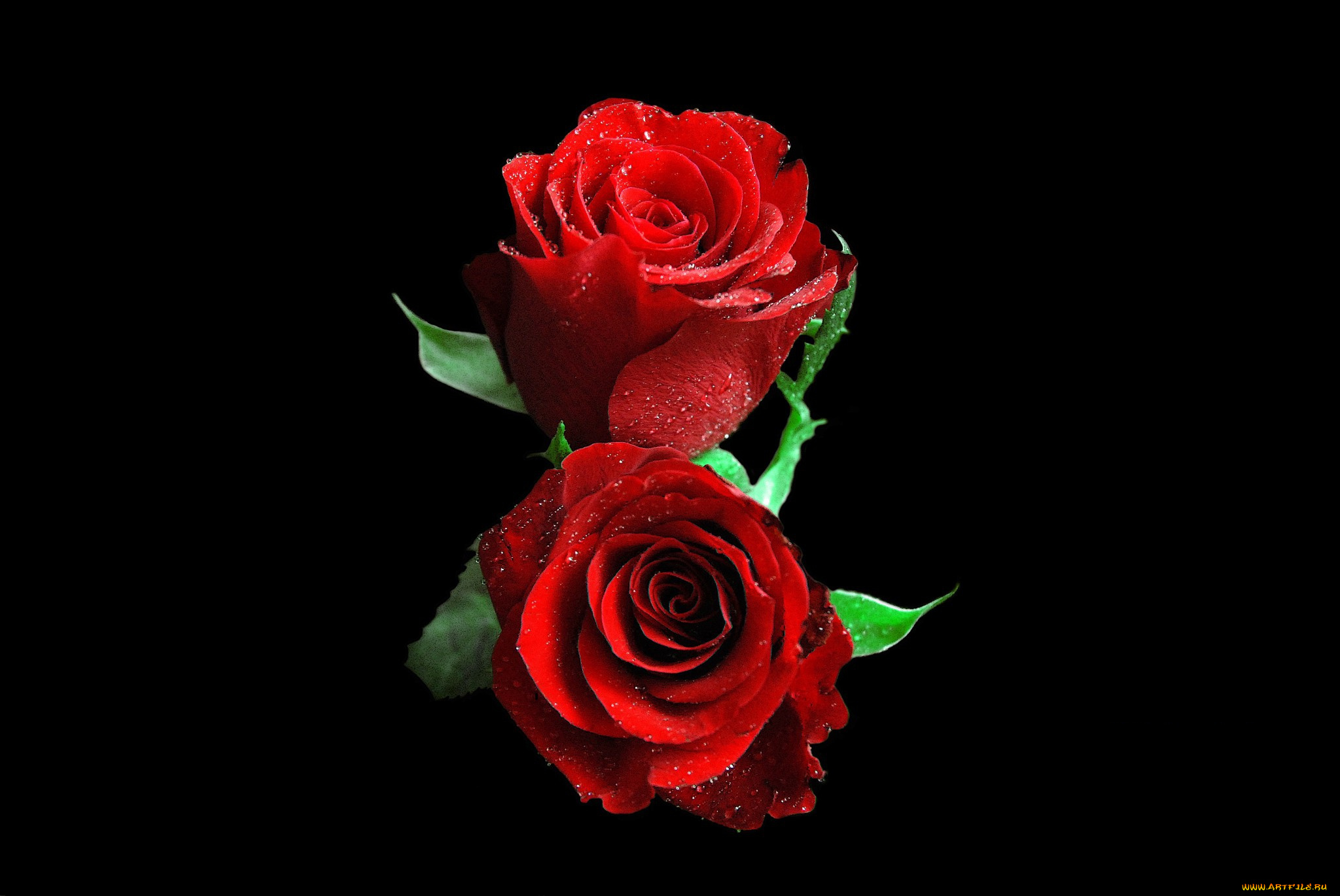 цветы, розы, роза