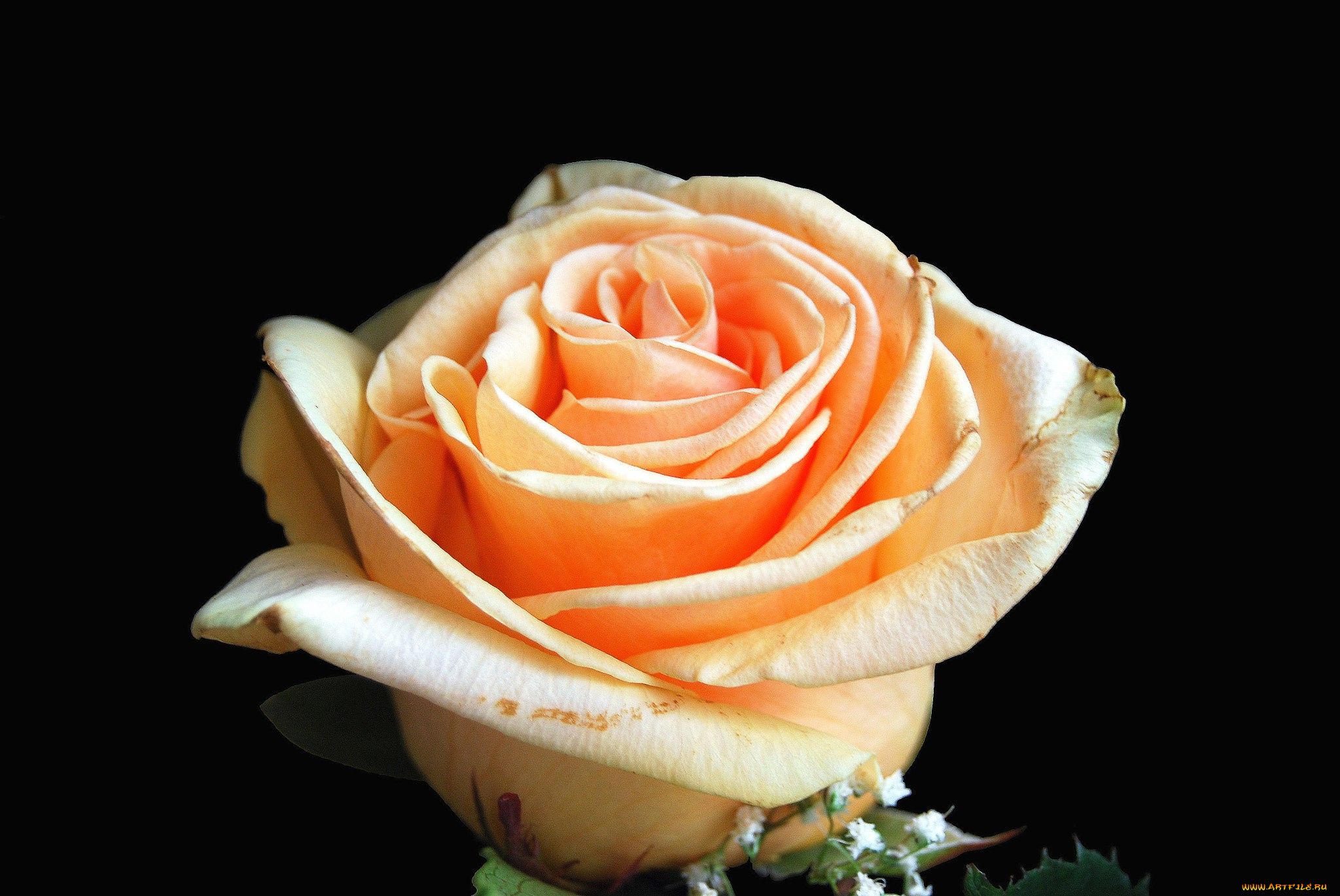 цветы, розы, роза