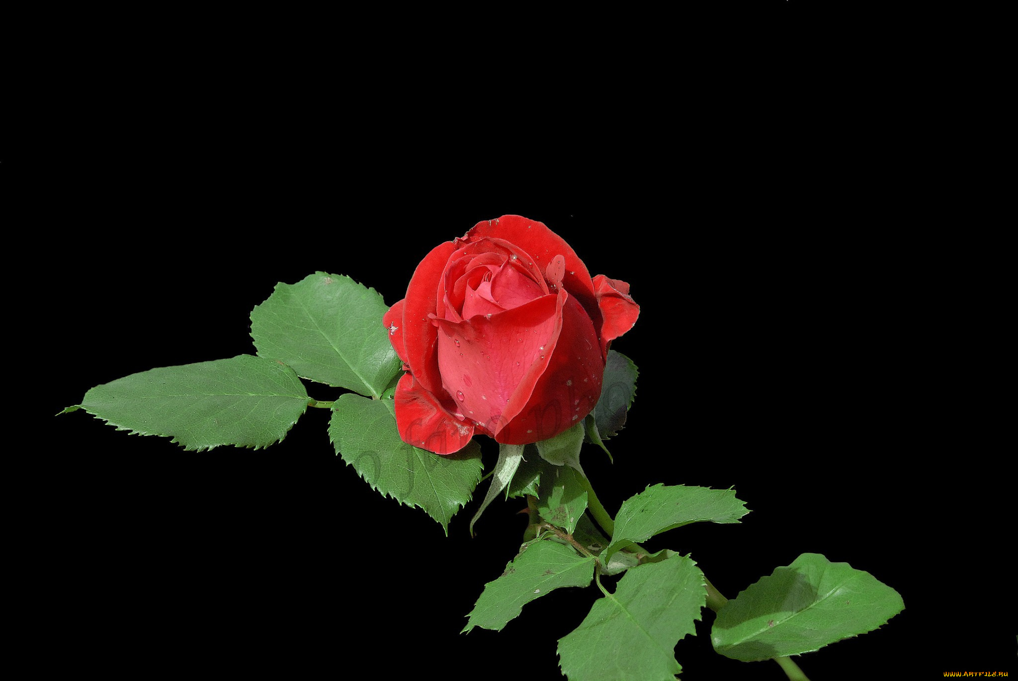 цветы, розы, роза