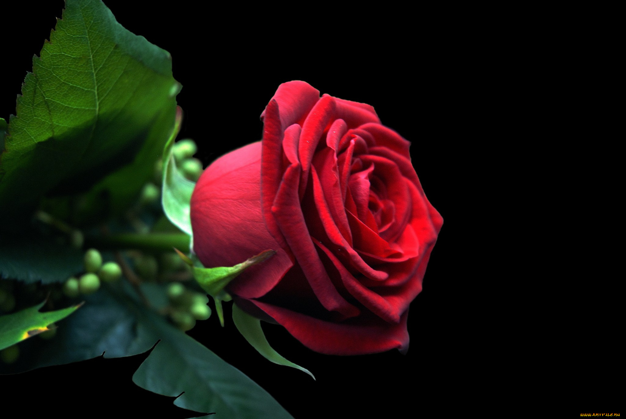 цветы, розы, роза