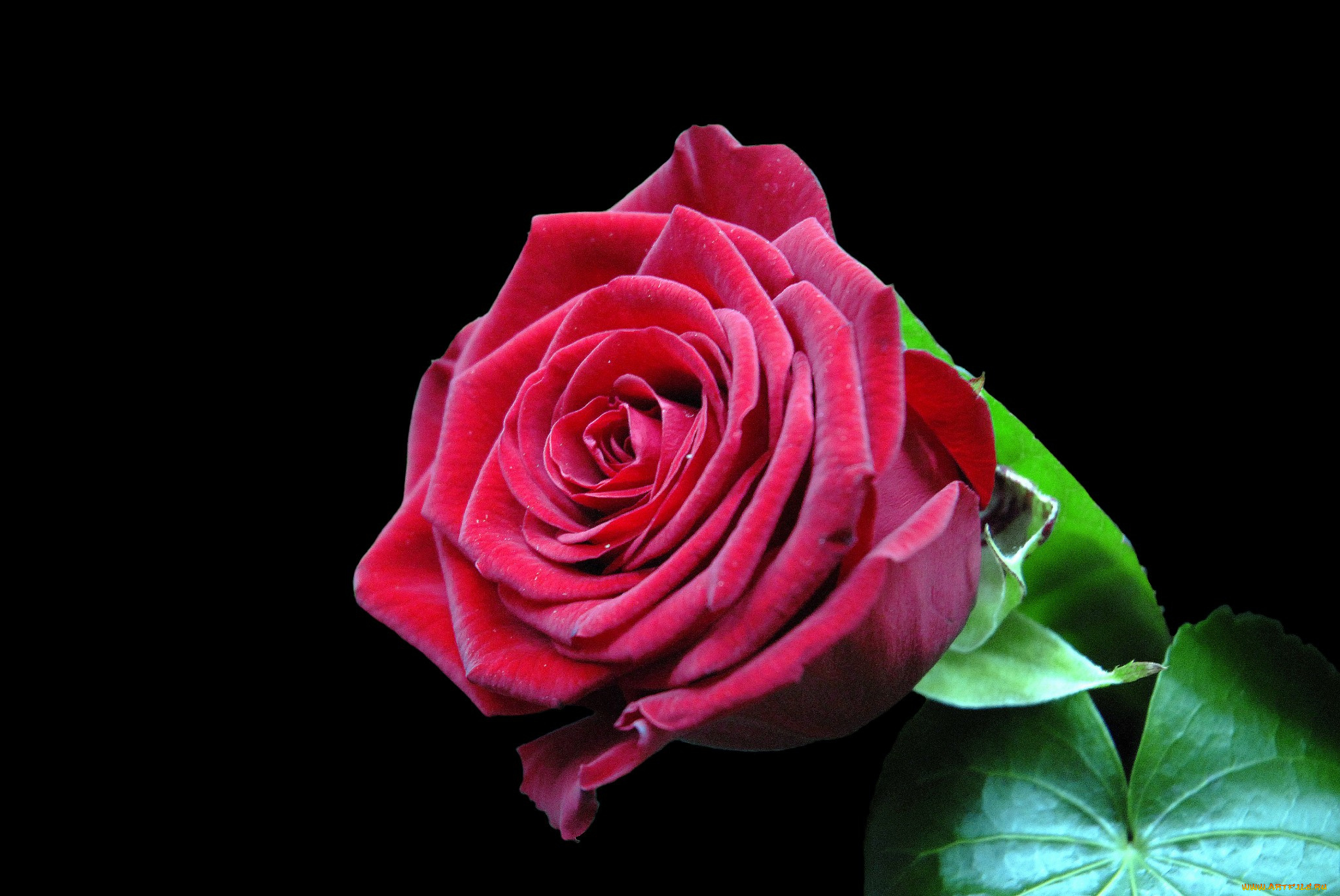 цветы, розы, роза