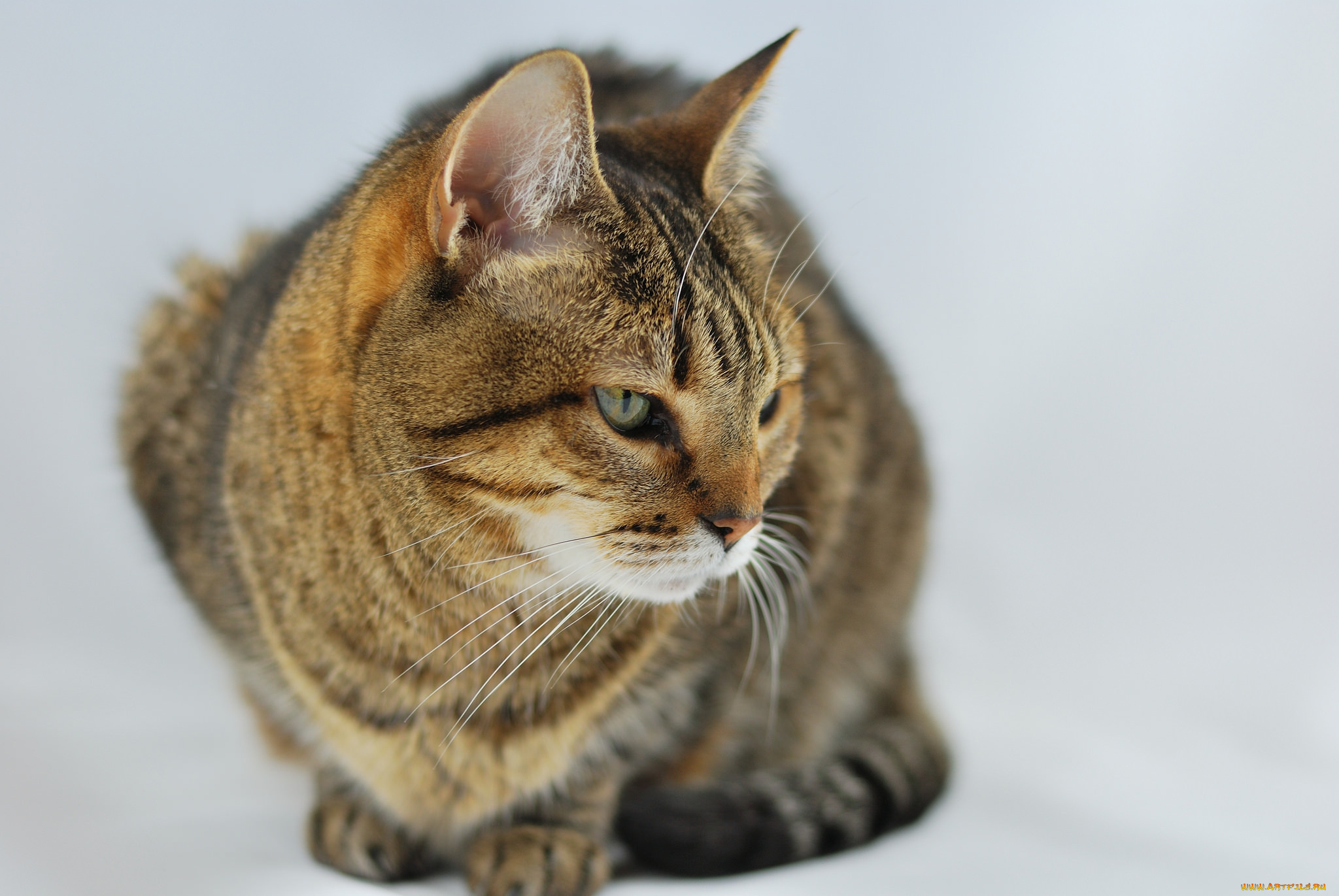 животные, коты, киса