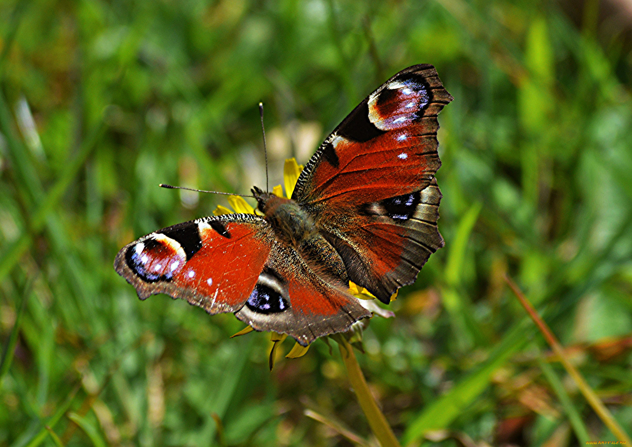 животные, бабочки, , мотыльки, , моли, бабочка