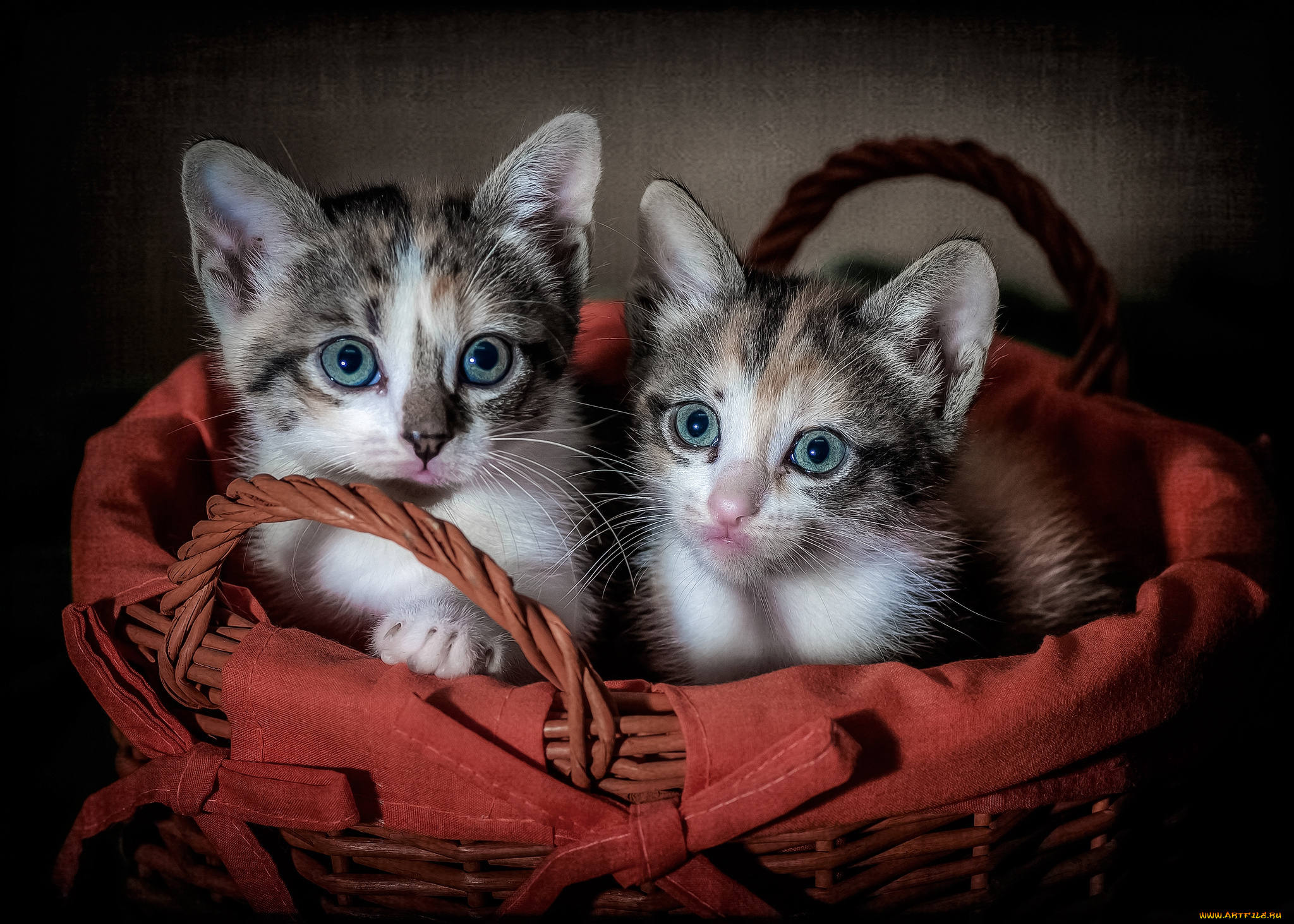 животные, коты, киса