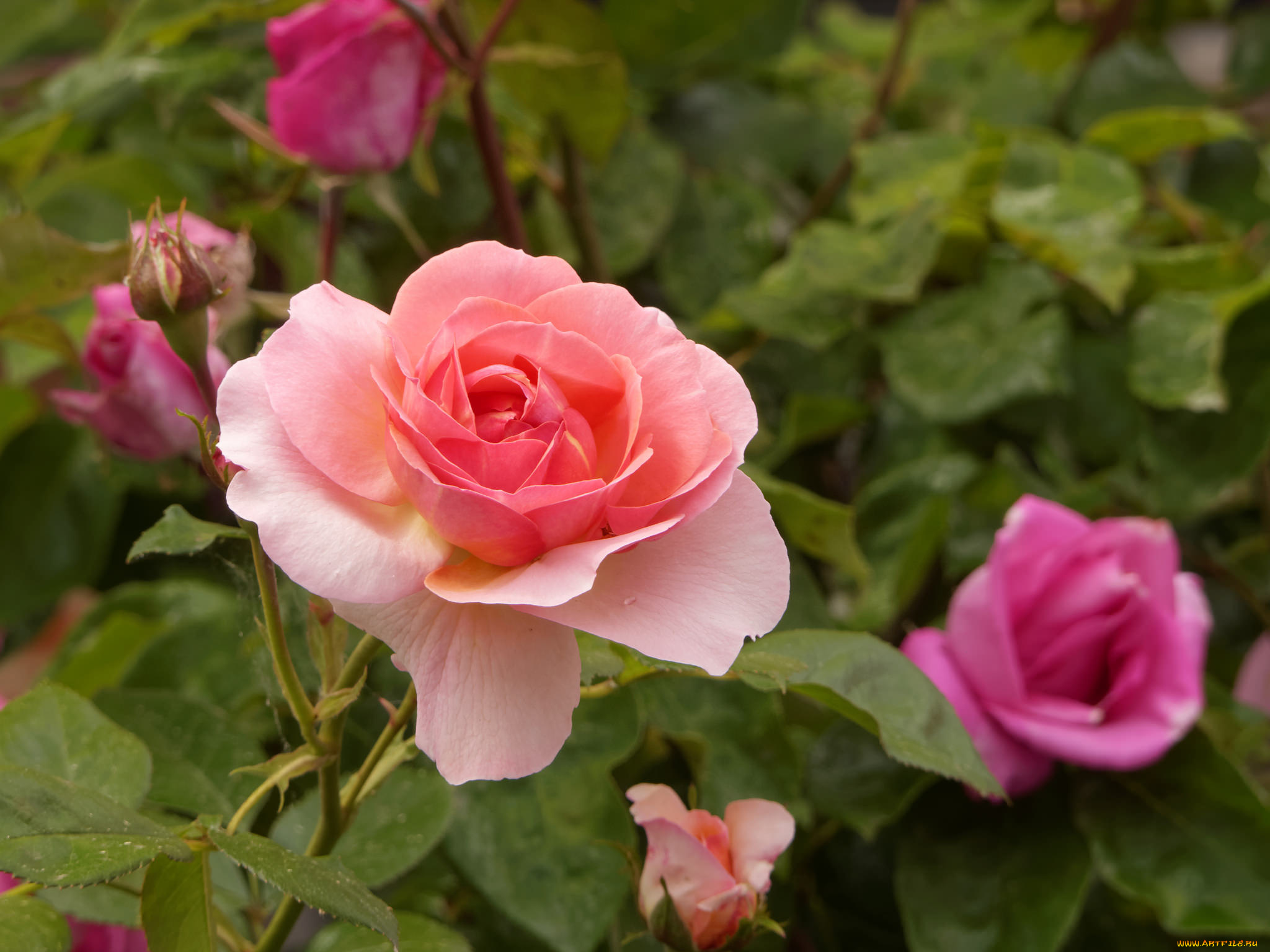 цветы, розы, роза