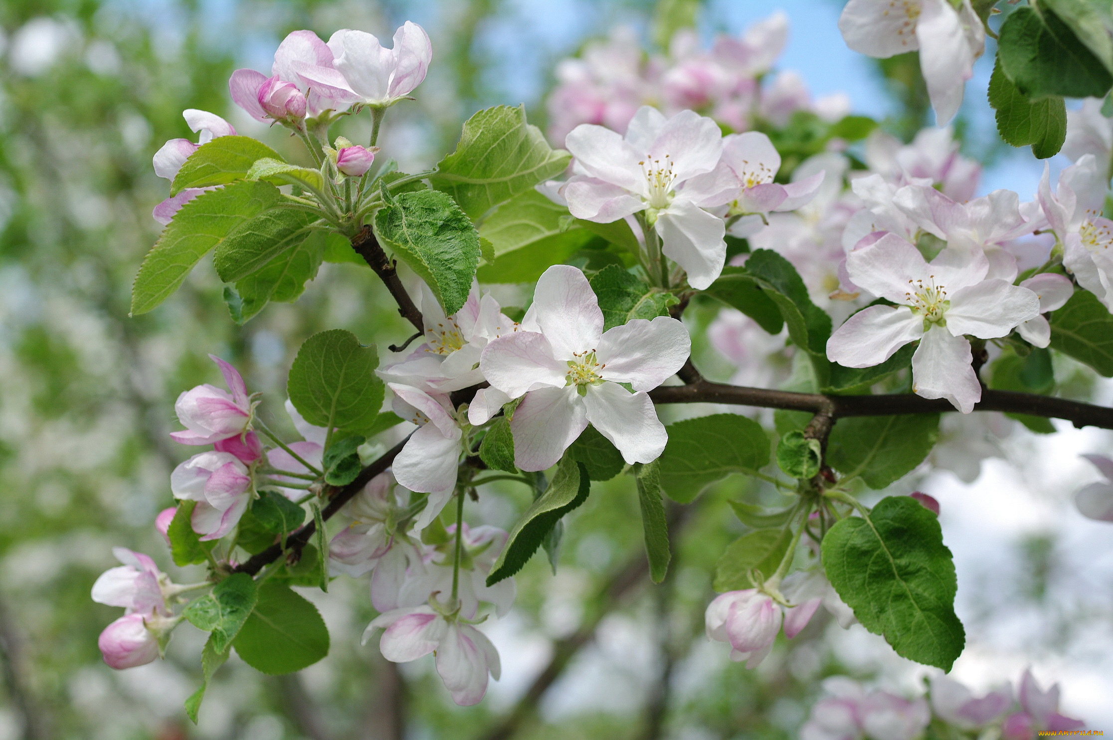цветы, цветущие, деревья, , , кустарники, весна, яблоня, макро, ветки