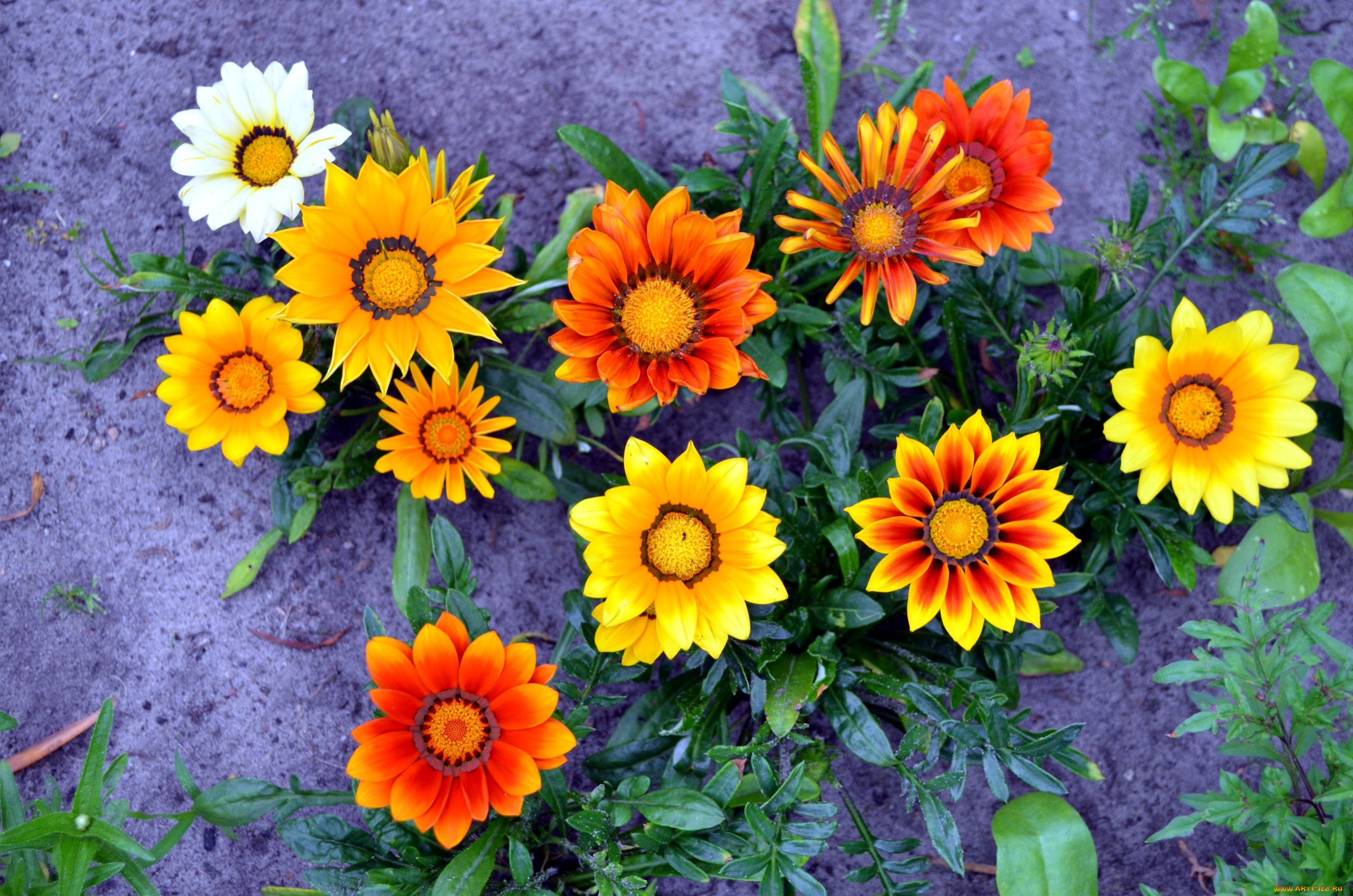 цветы, газания, оранжевый