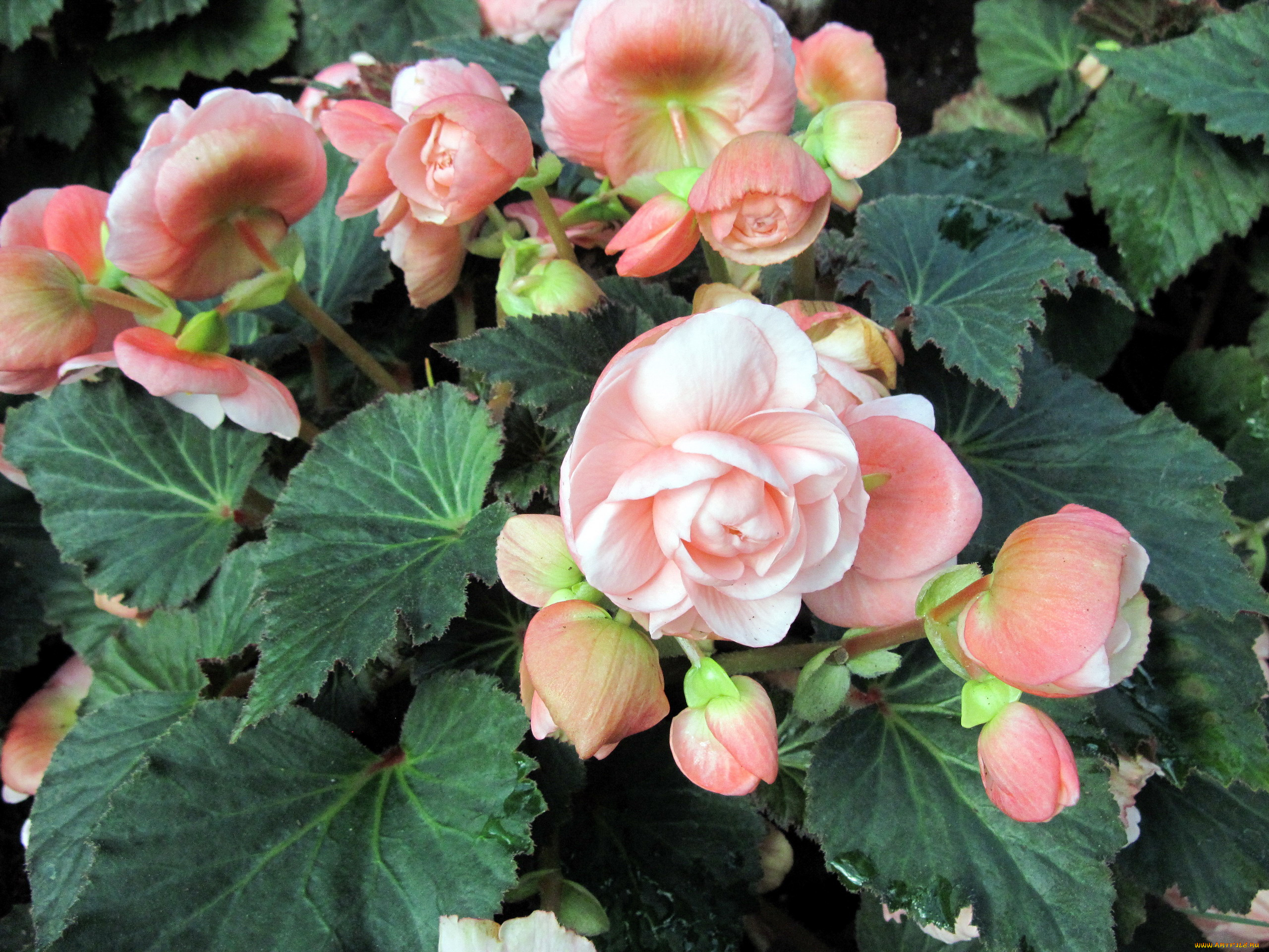 цветы, бегония, розовый