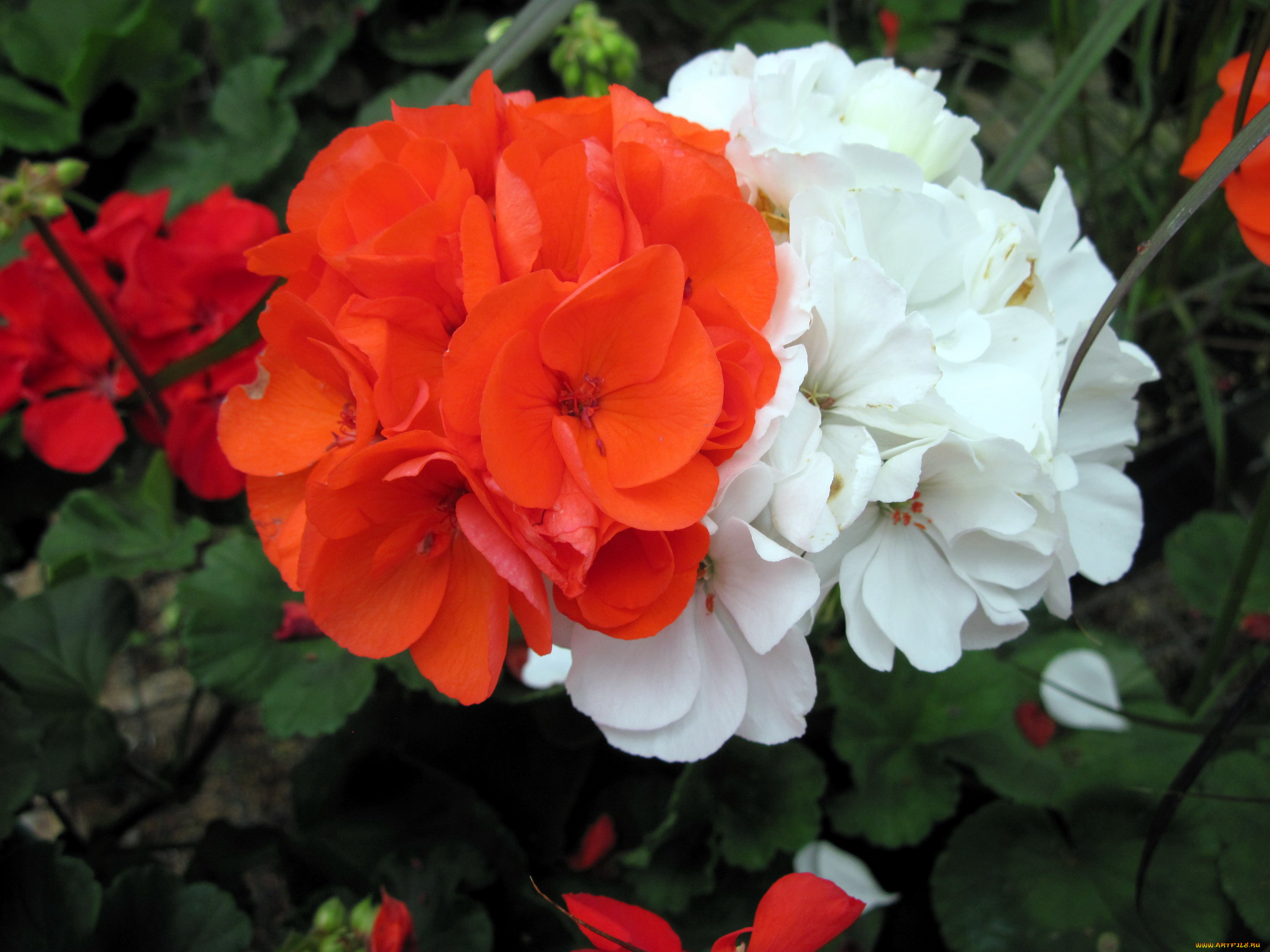 цветы, герань, красный, белый