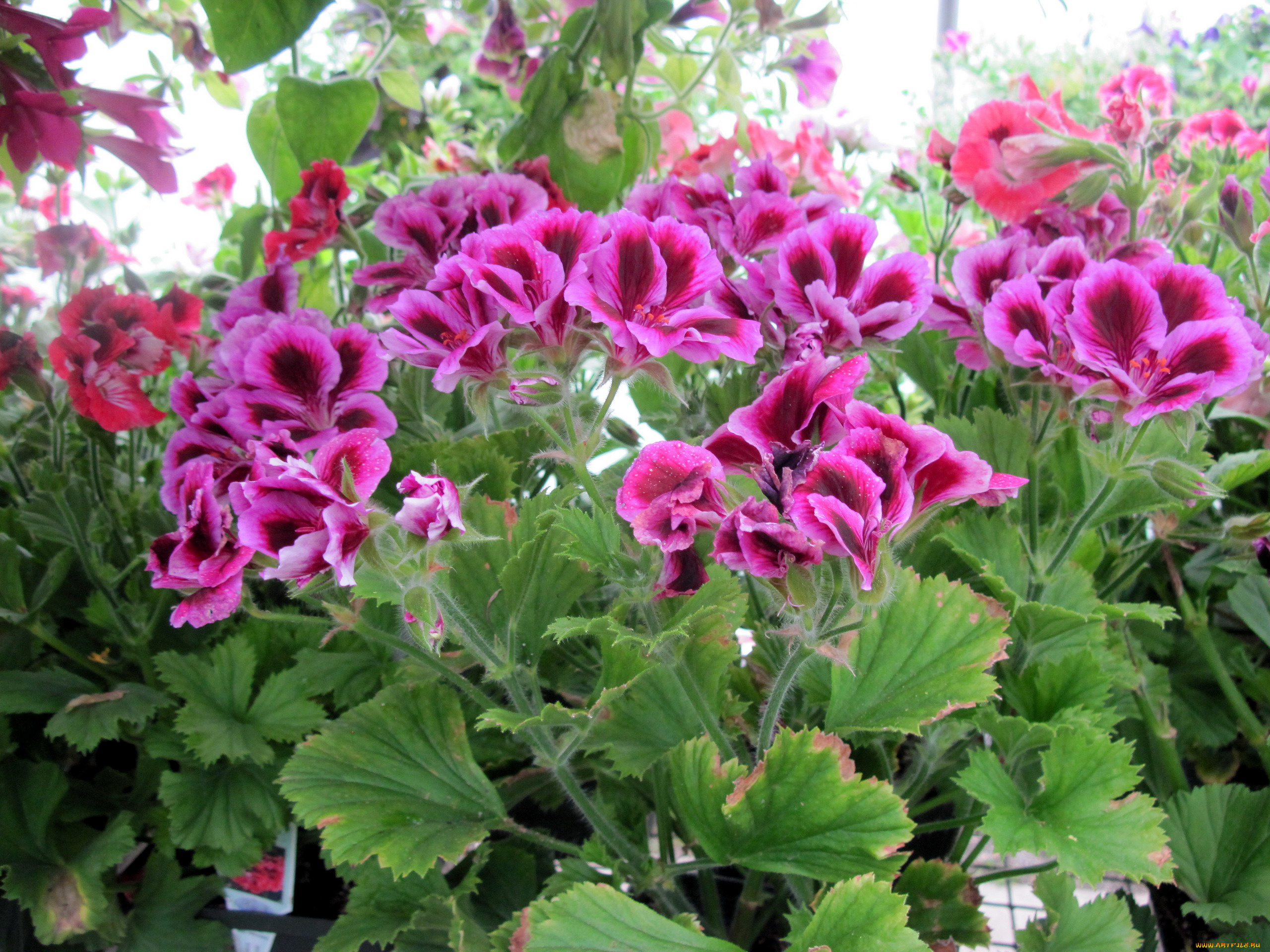 цветы, герань, пестрый