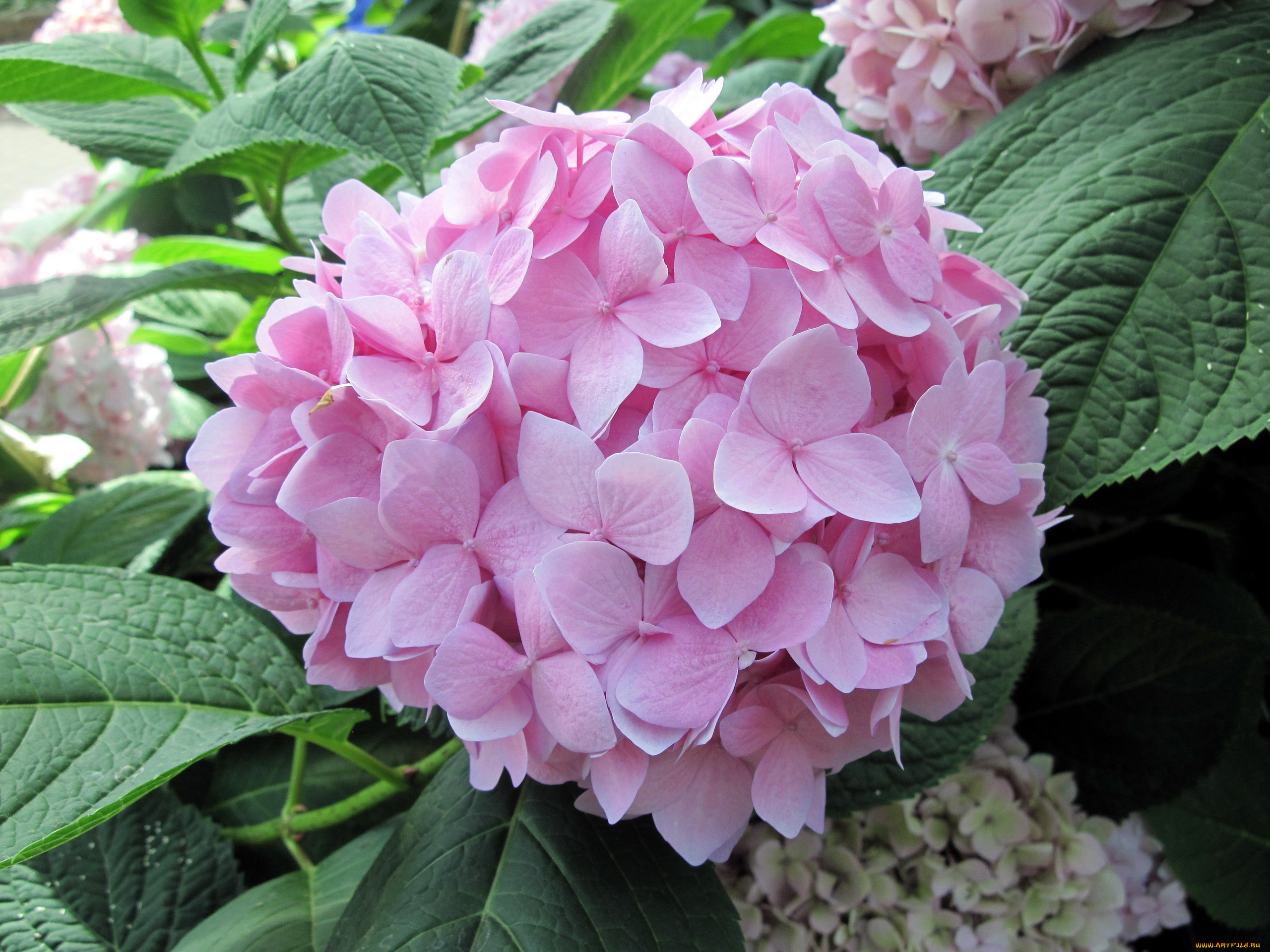 цветы, гортензия, розовый