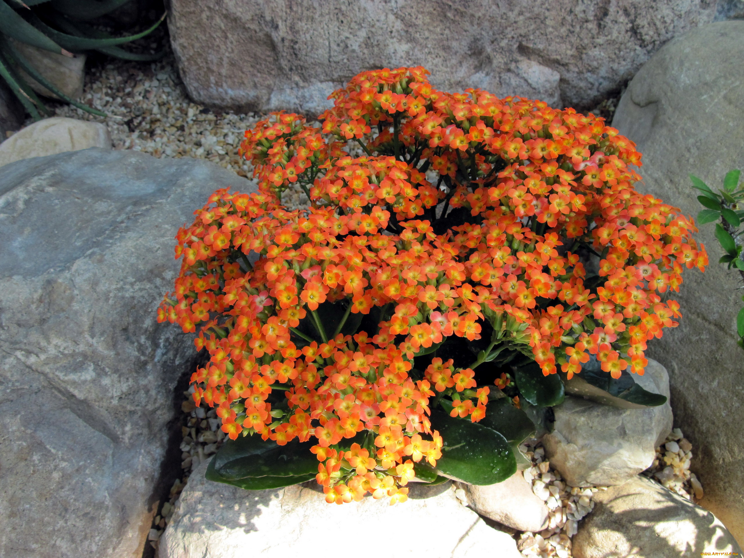 цветы, каланхоэ, оранжевый