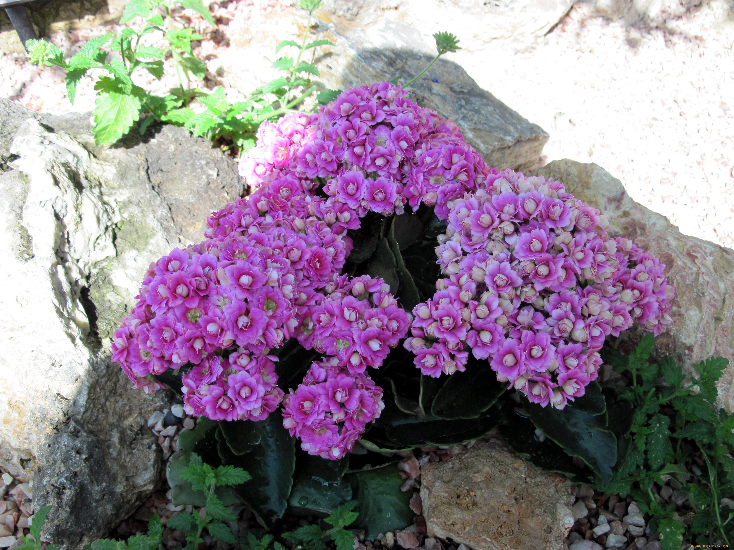 цветы, каланхоэ, сиреневый