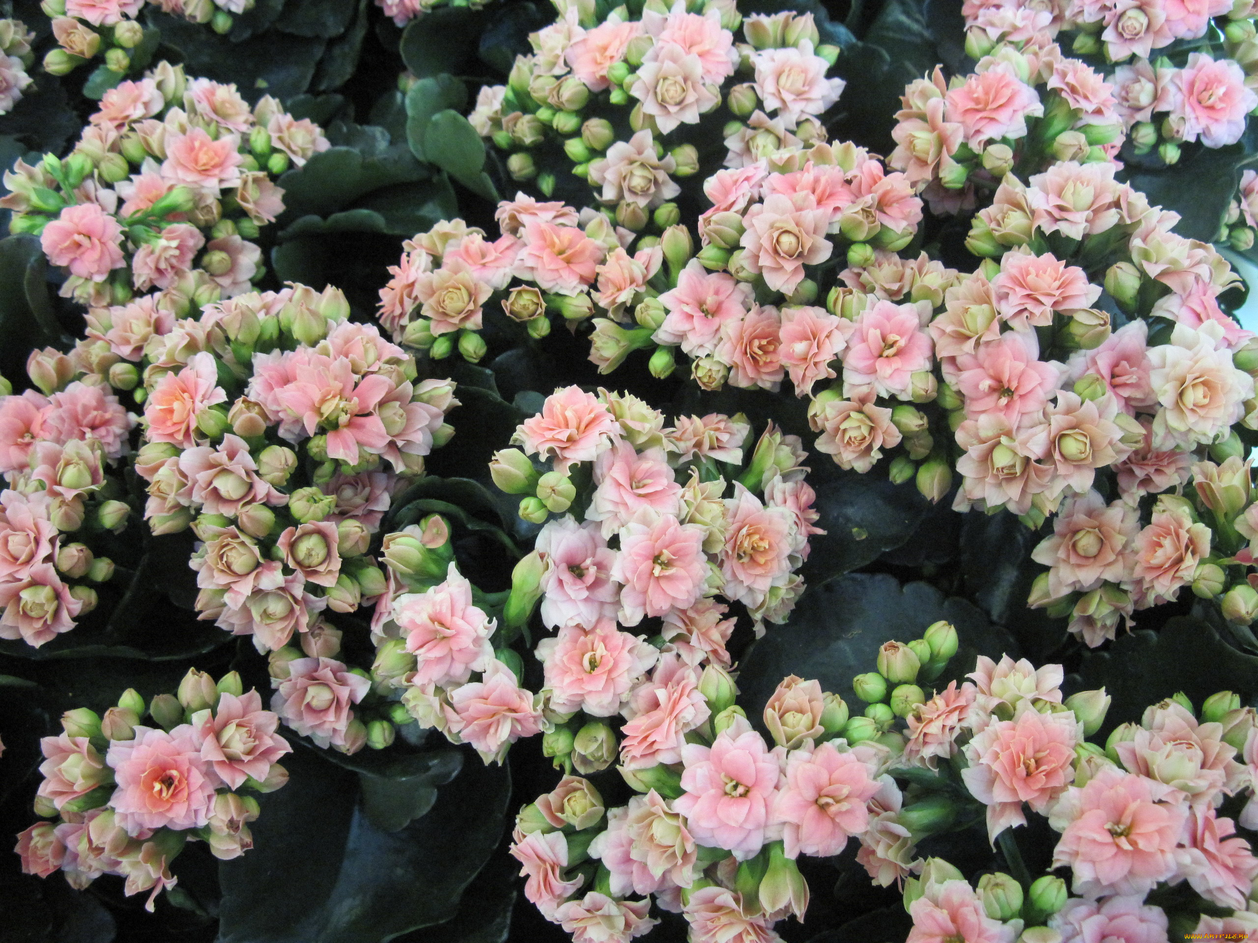 цветы, каланхоэ, соцветия