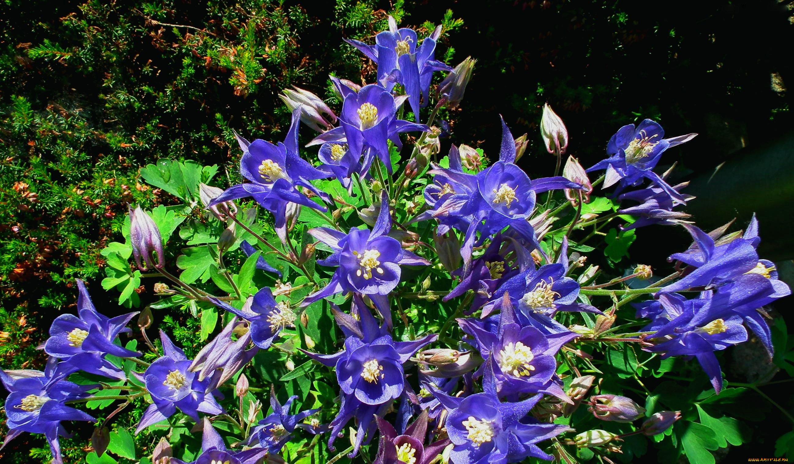 цветы, аквилегия, , водосбор, синий