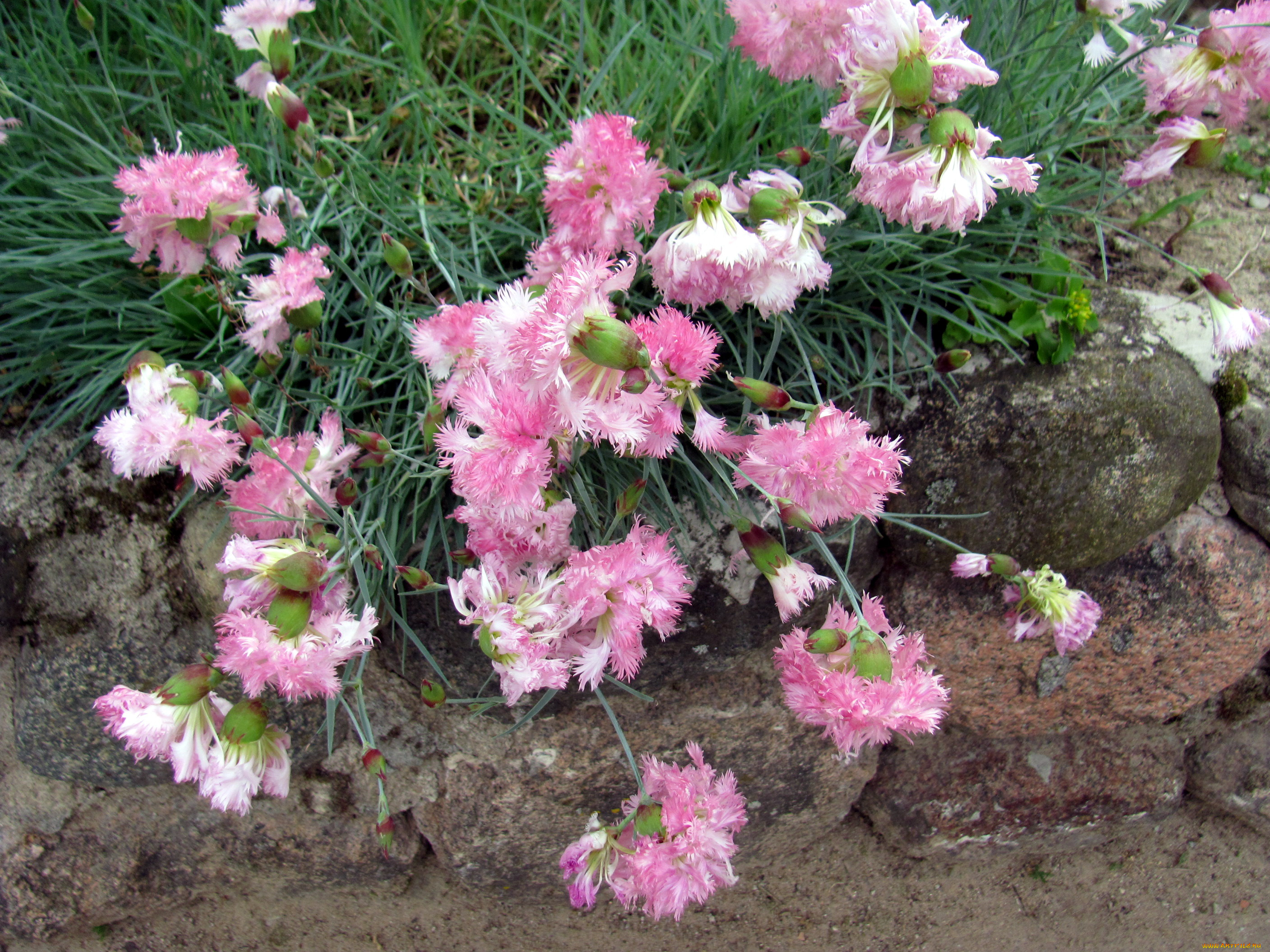 цветы, гвоздики, пушистые