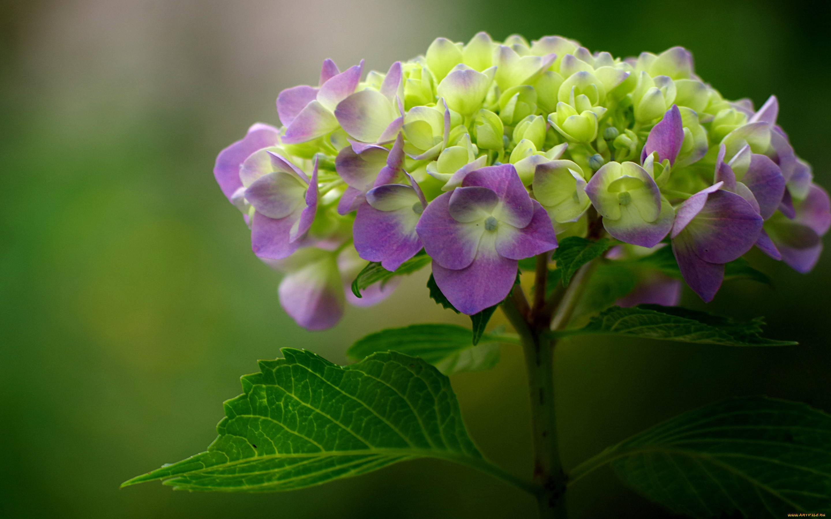 цветы, гортензия, соцветие, макро