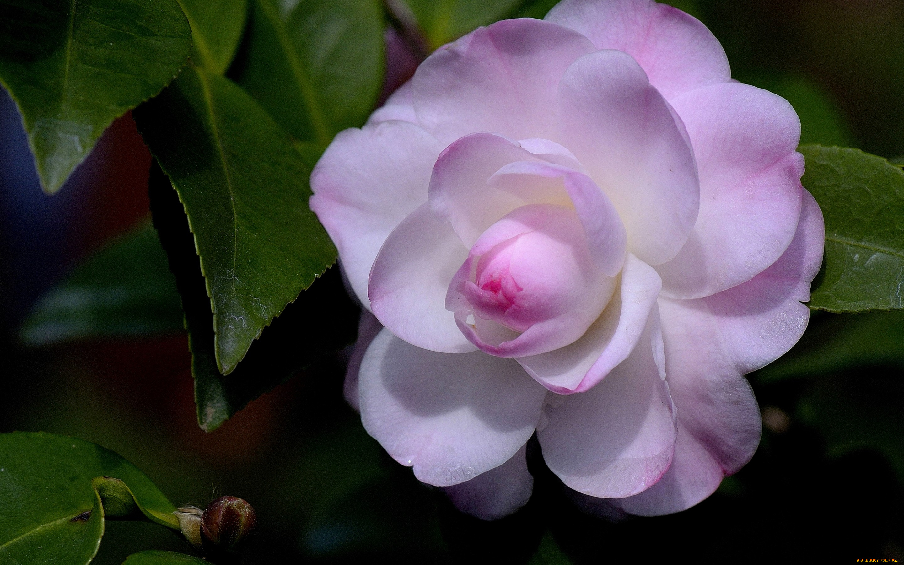 цветы, камелии, камелия, бутон, лепестки, листья, макро