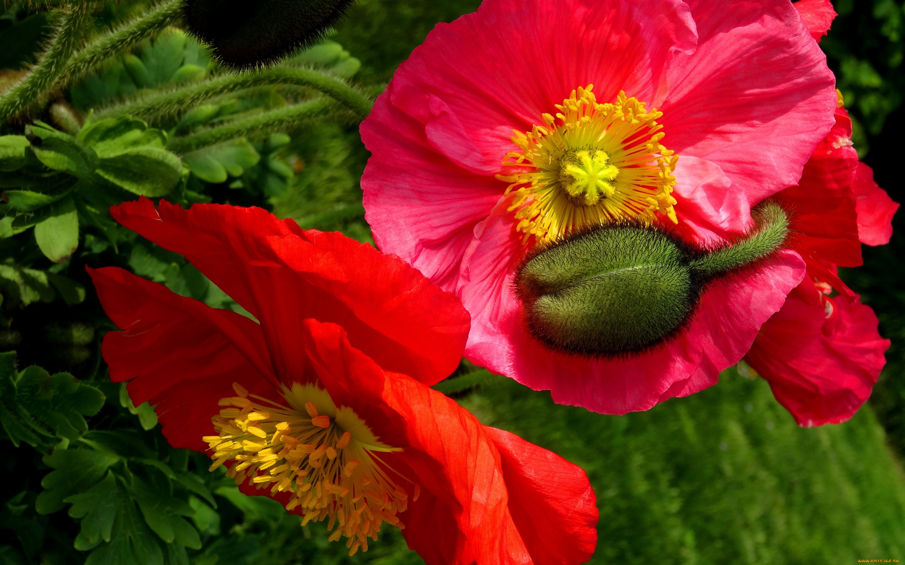 цветы, маки, бутон, макро