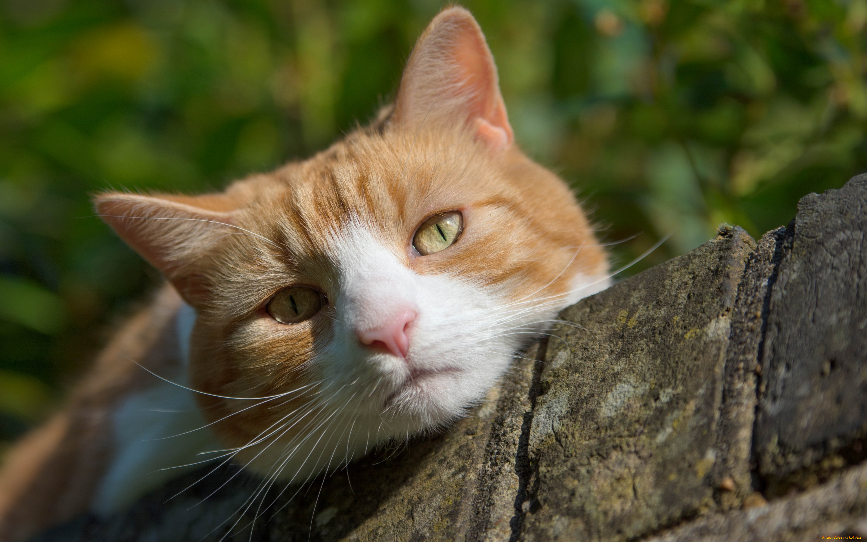 животные, коты, кот, кошка, мордочка, взгляд