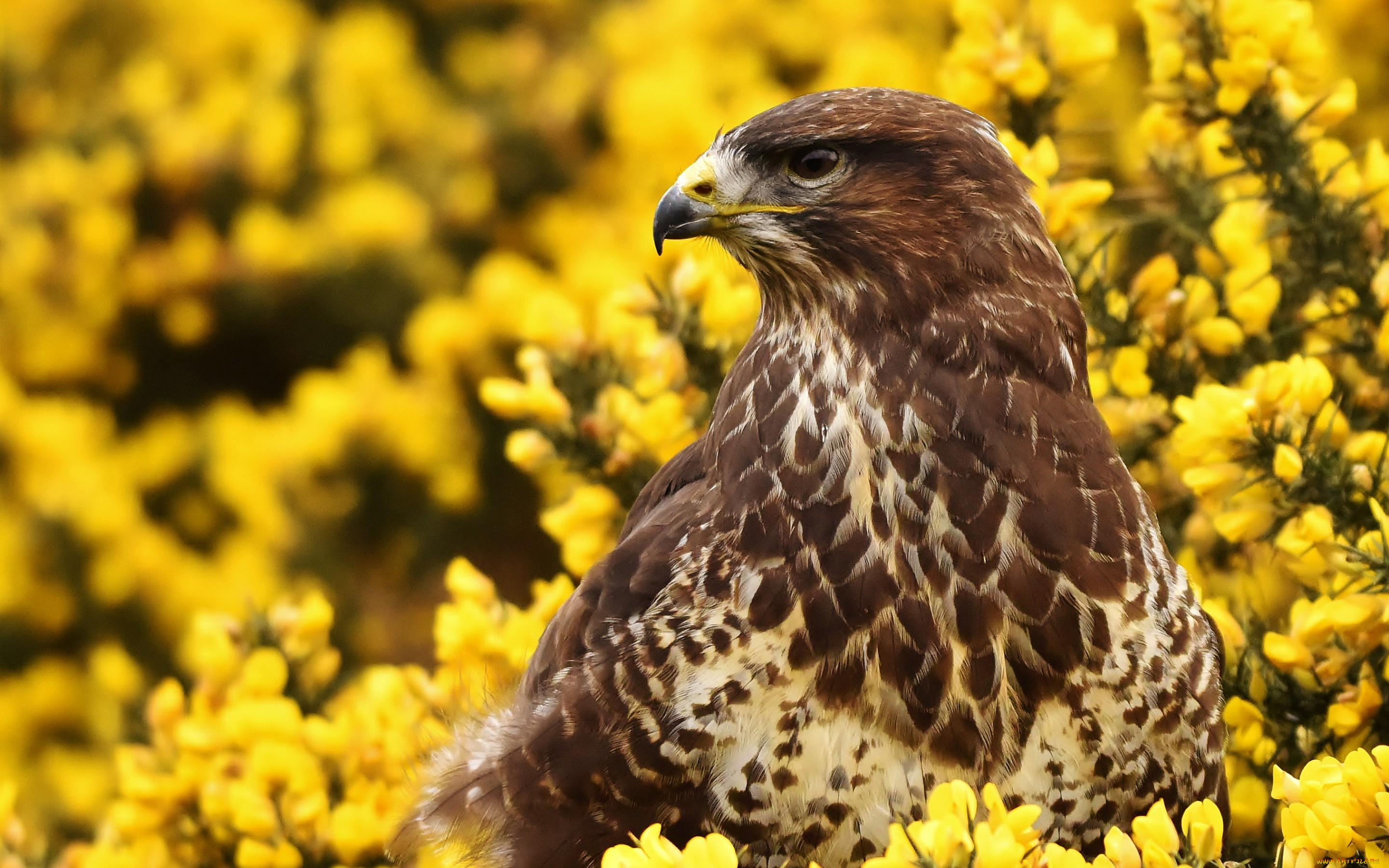 животные, птицы, -, хищники, канюк, ястреб, птица, цветы