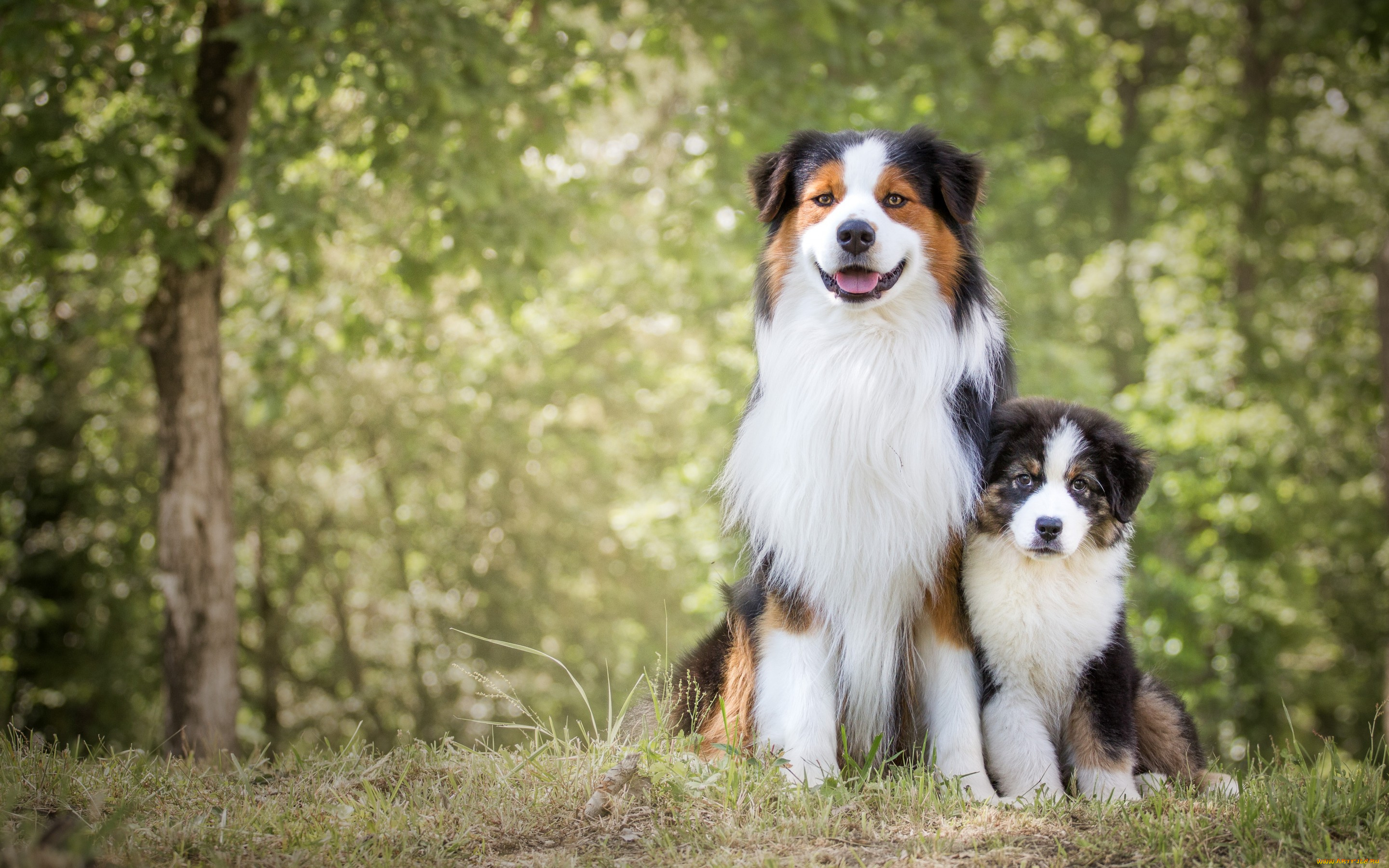 животные, собаки, щенок, природа