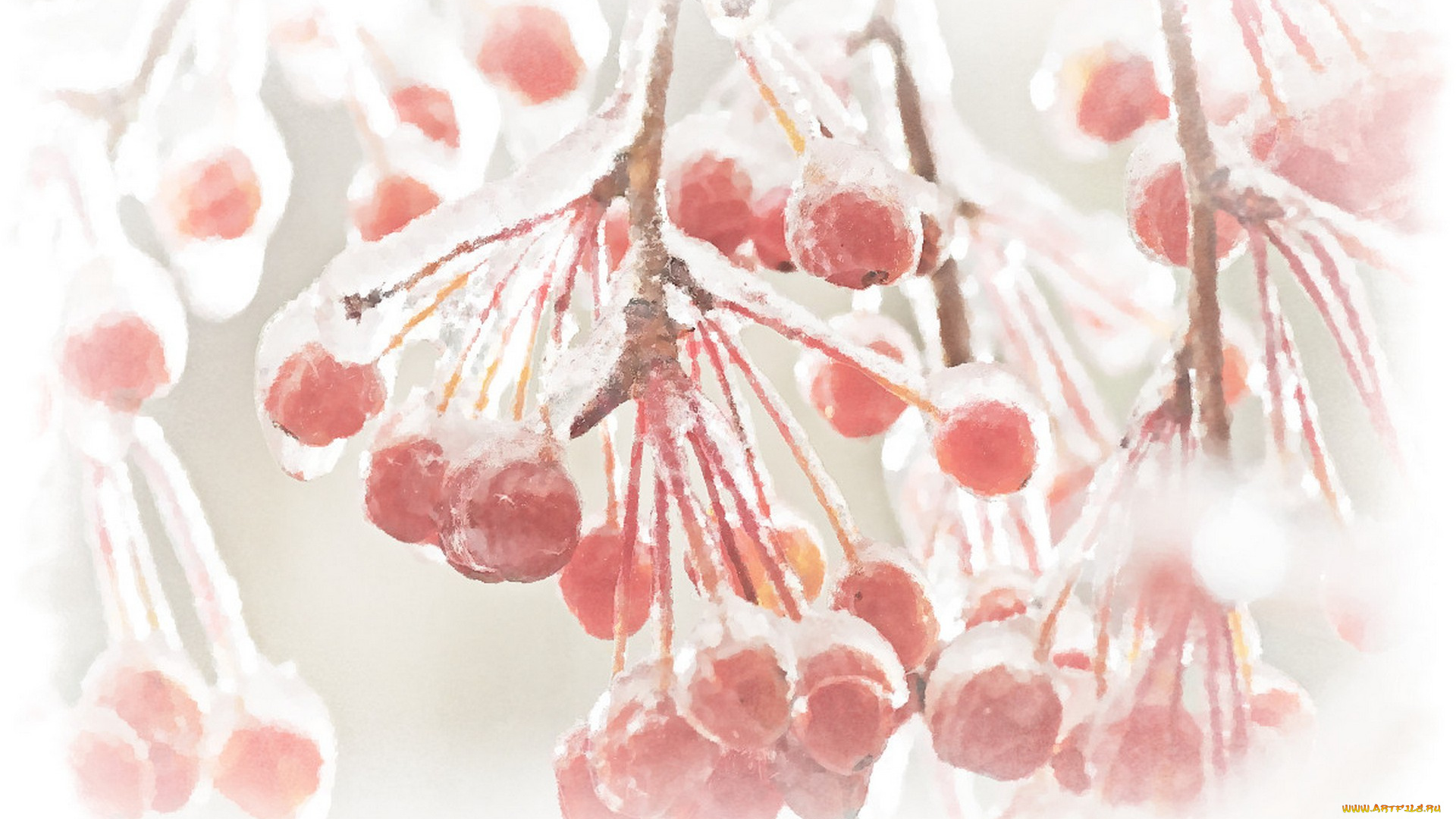 гроздь, рябины, рисованное, природа, рисунок, рябины, зимняя, рябина, акварель, красная