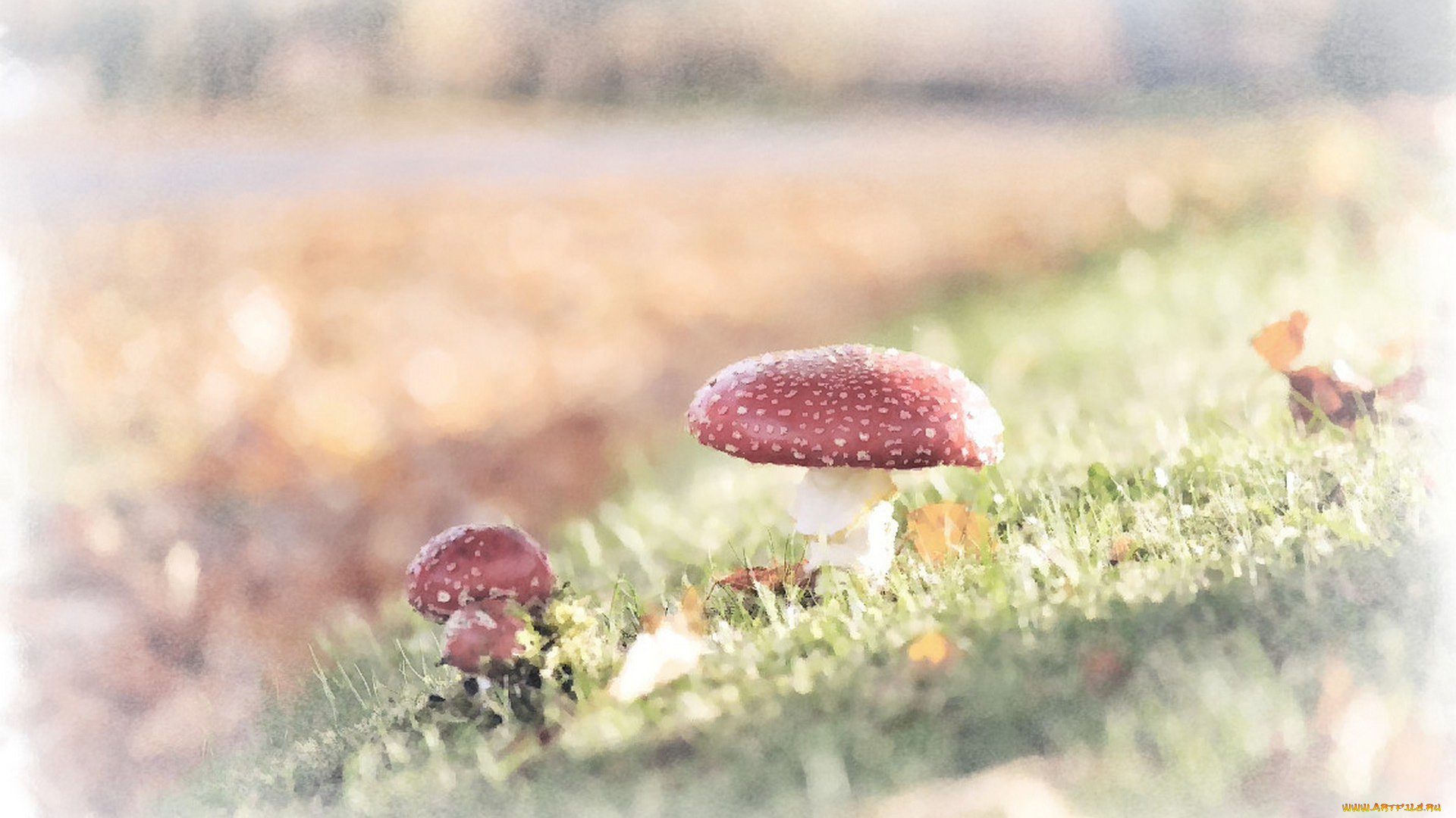 мухомор, рисованное, природа, гриб, акварель, рисунок, мухомора, трава