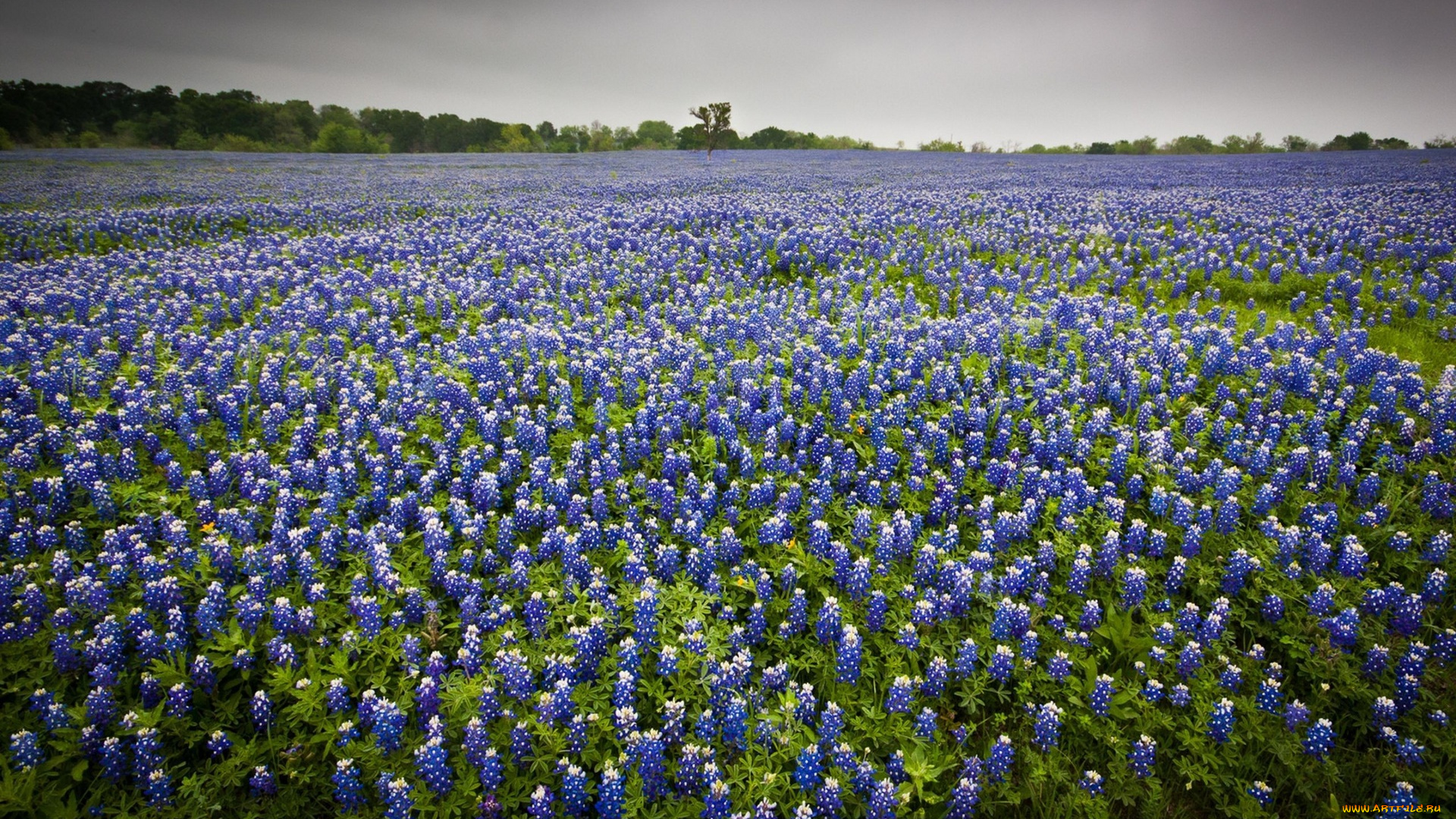 природа, луга, цветы, роща, луг