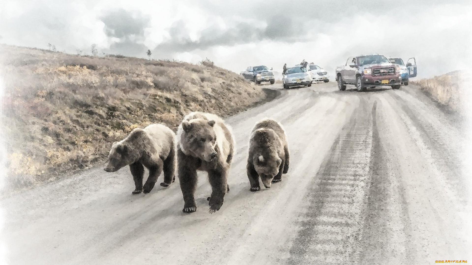 три, медведя, рисованное, животные, , медведи, медведь, на, дороге, машина, рисунок, медведя, акварель