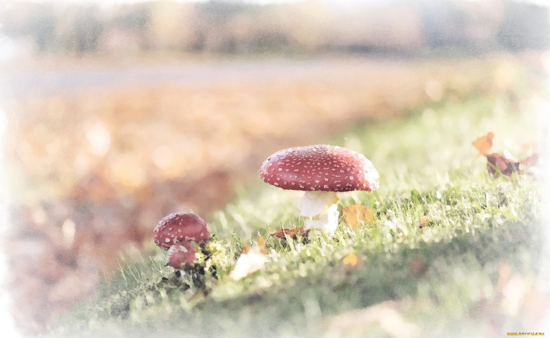 мухомор, рисованное, природа, гриб, акварель, рисунок, мухомора, трава