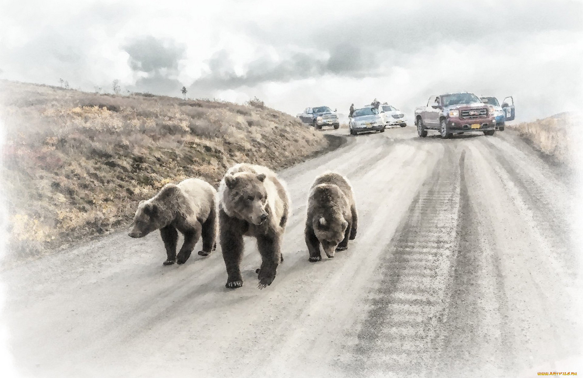 три, медведя, рисованное, животные, , медведи, медведь, на, дороге, машина, рисунок, медведя, акварель