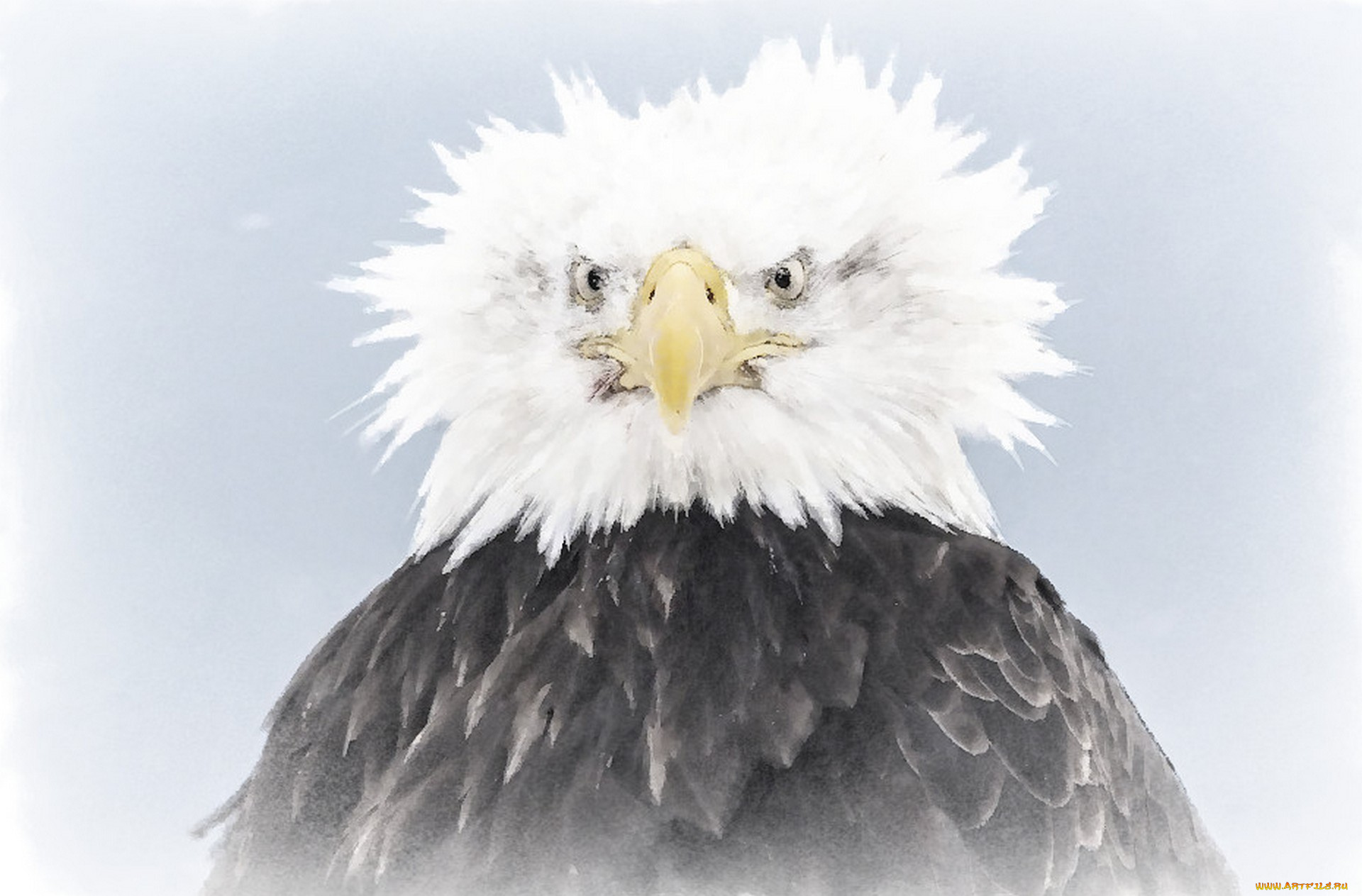 птичка, рисованное, животные, , птицы, портрет, орел, рисунок, птицы, акварель