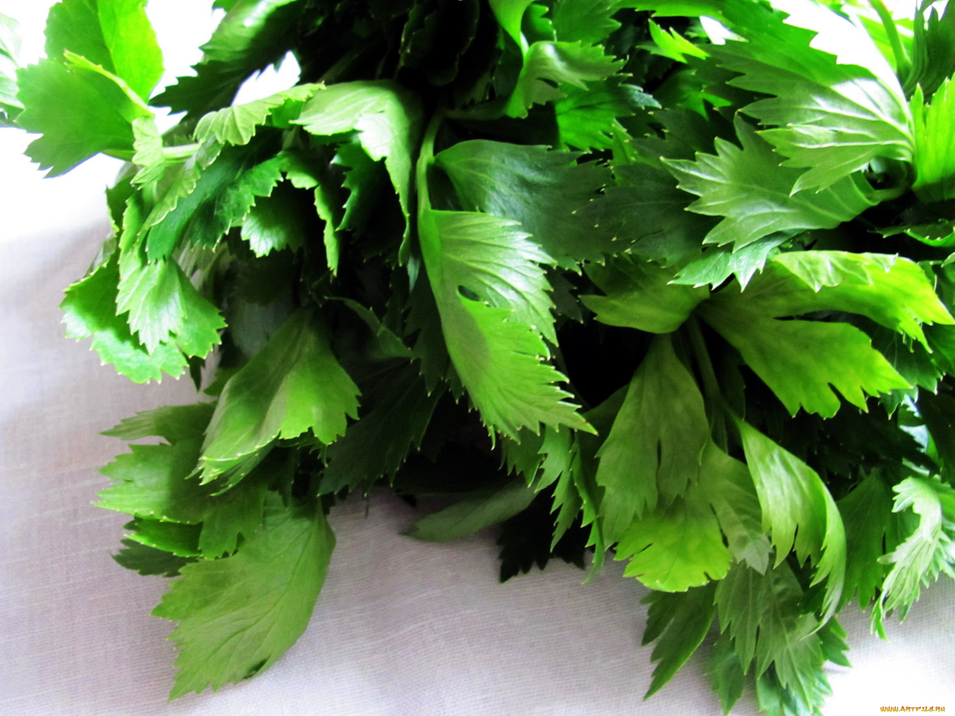 еда, овощи, сельдерей