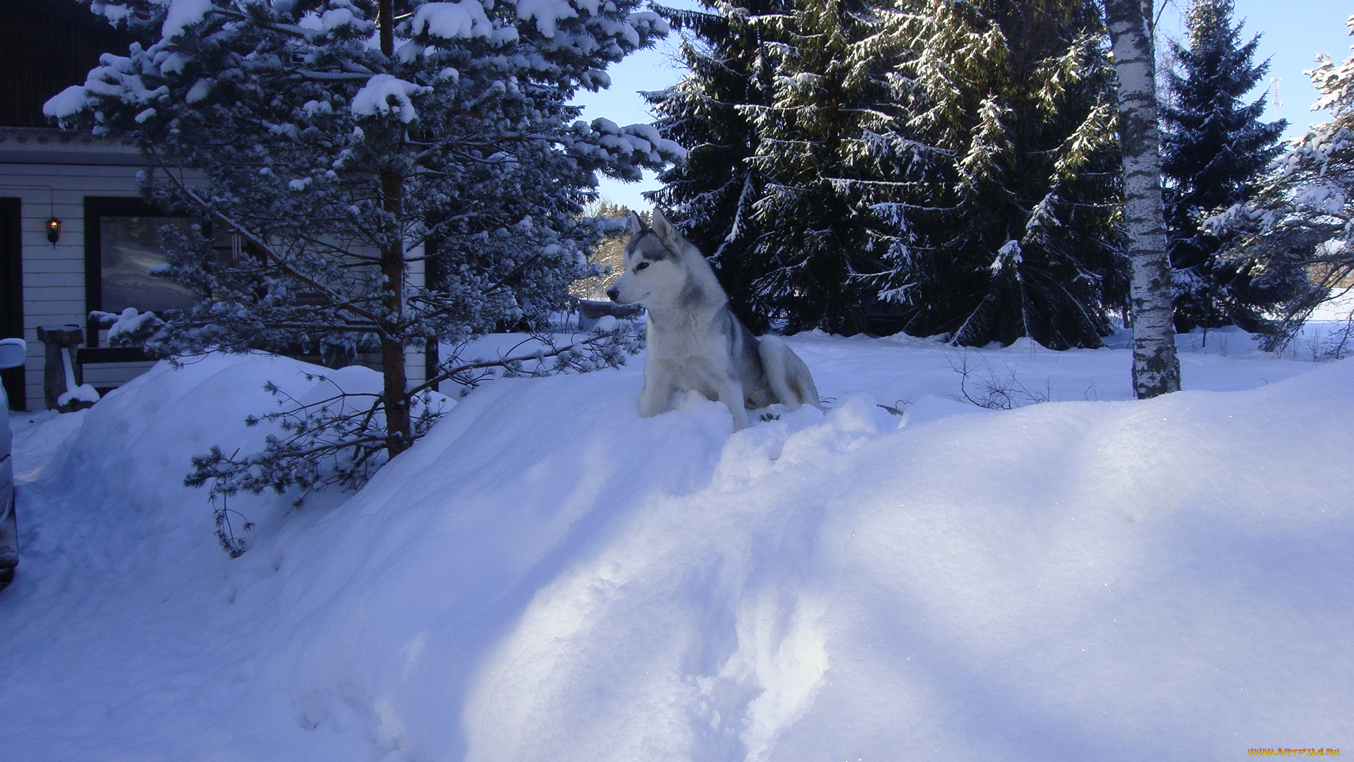 буран, животные, собаки, хаски