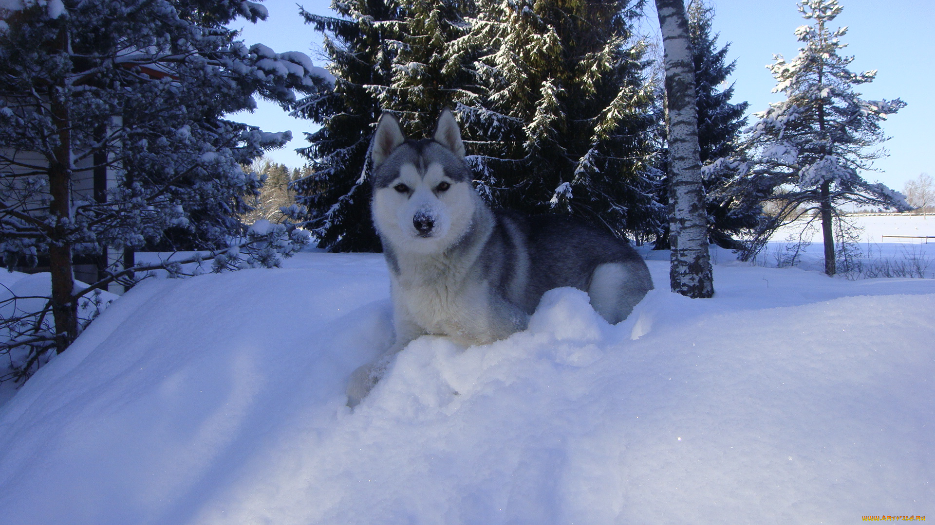буран, животные, собаки, хаски